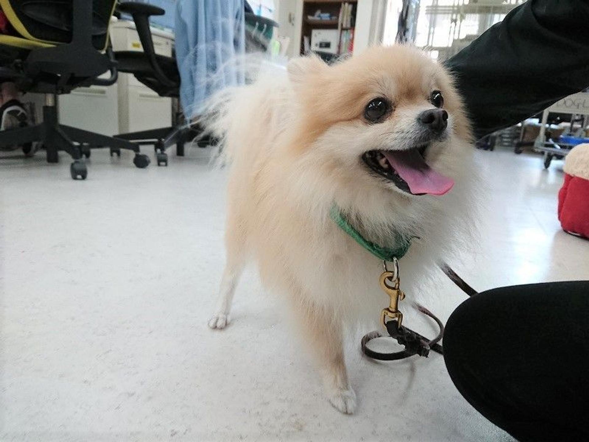 pet-image-7