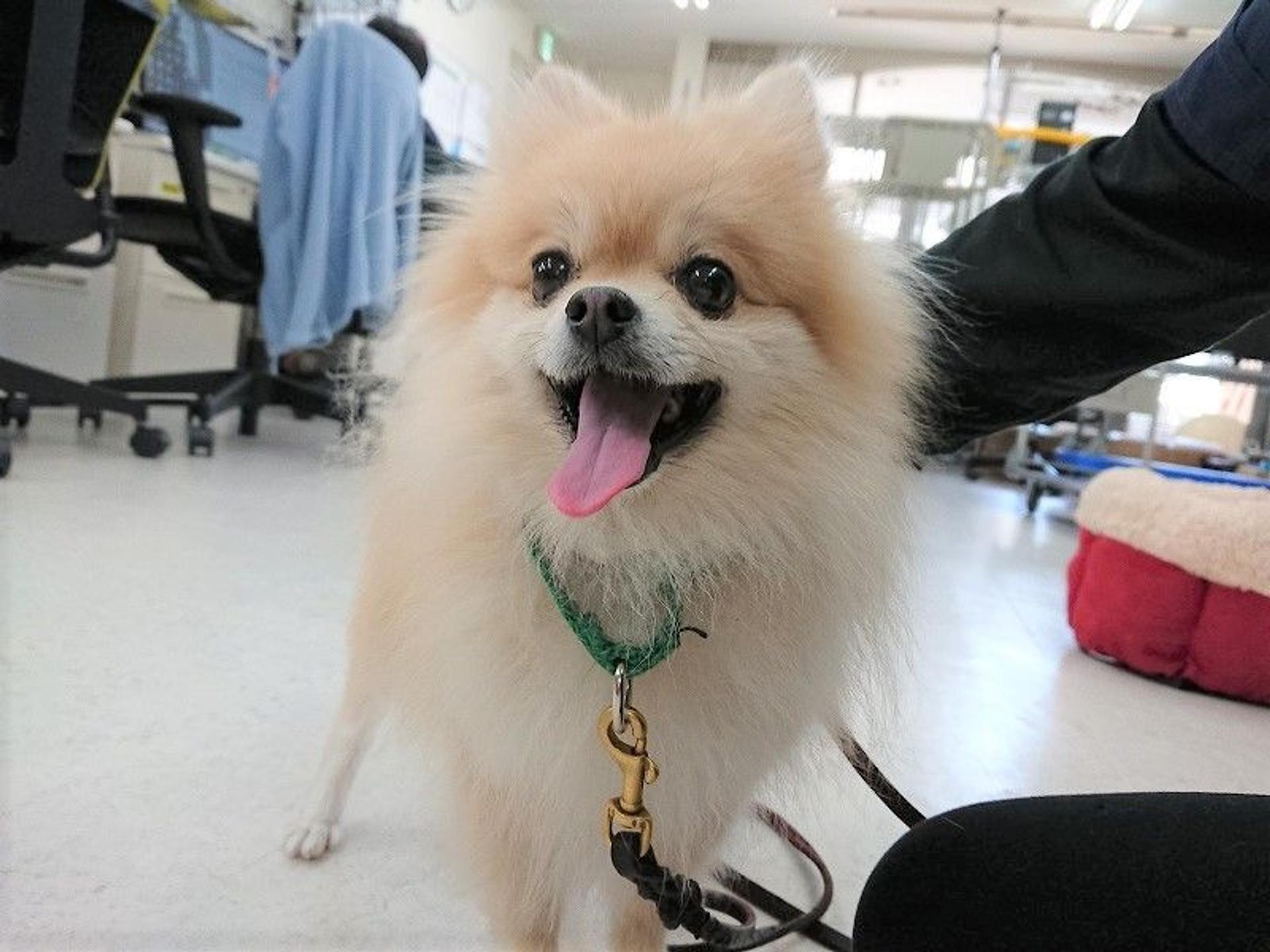 pet-image-8