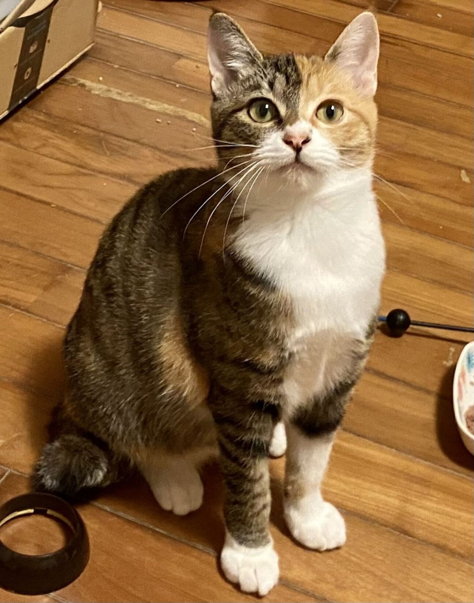 雑種（ミックス猫）・メスの里親募集の写真
