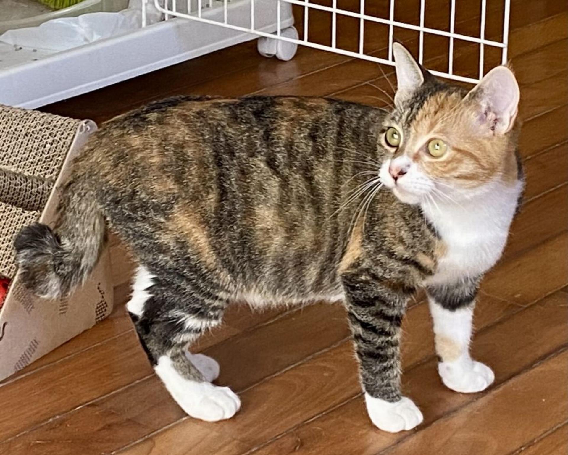 pet-image-3