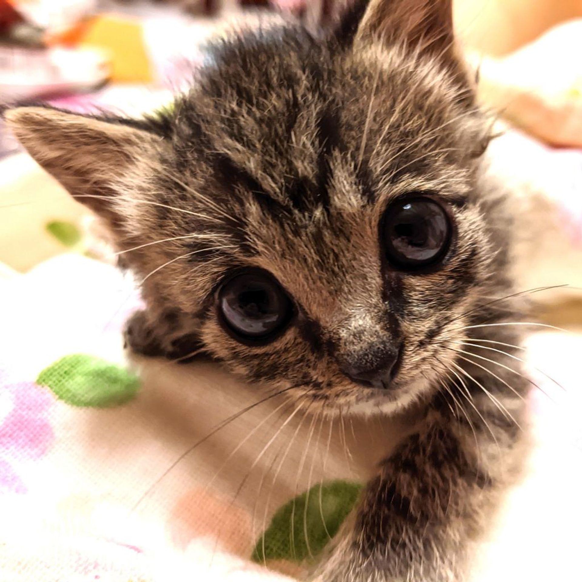 雑種（ミックス猫）・オスの里親募集の写真