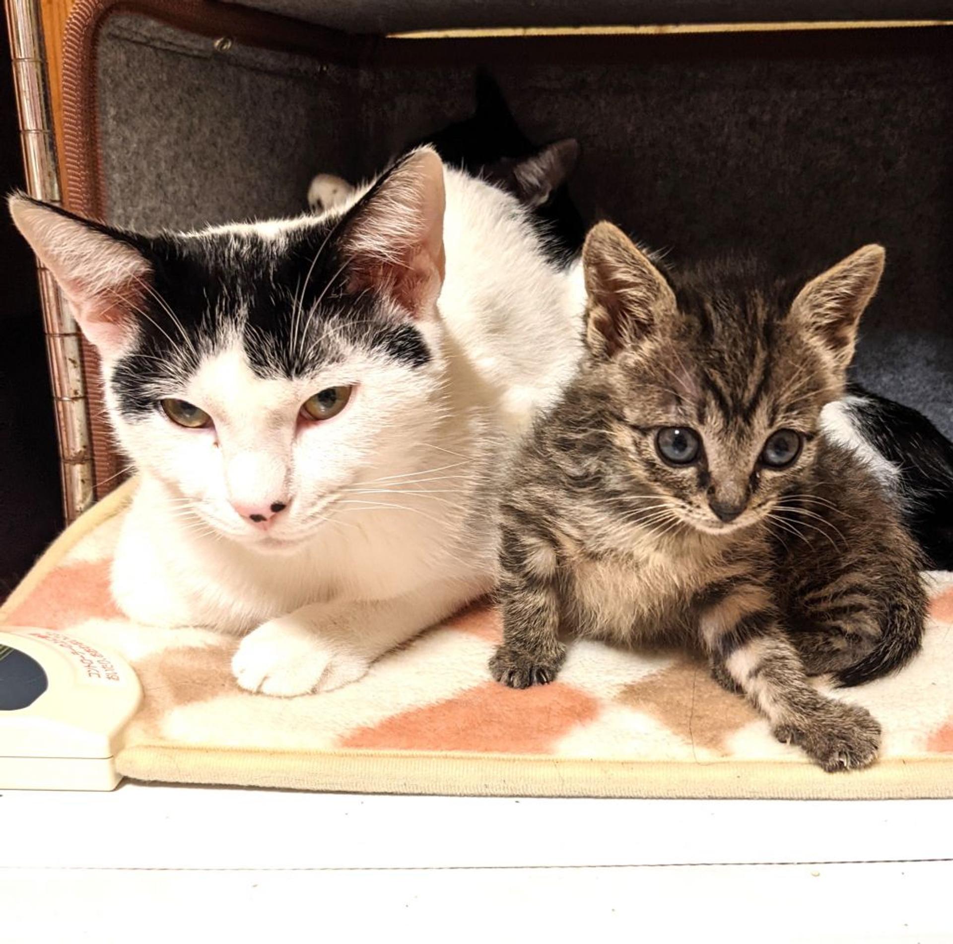 pet-image-6