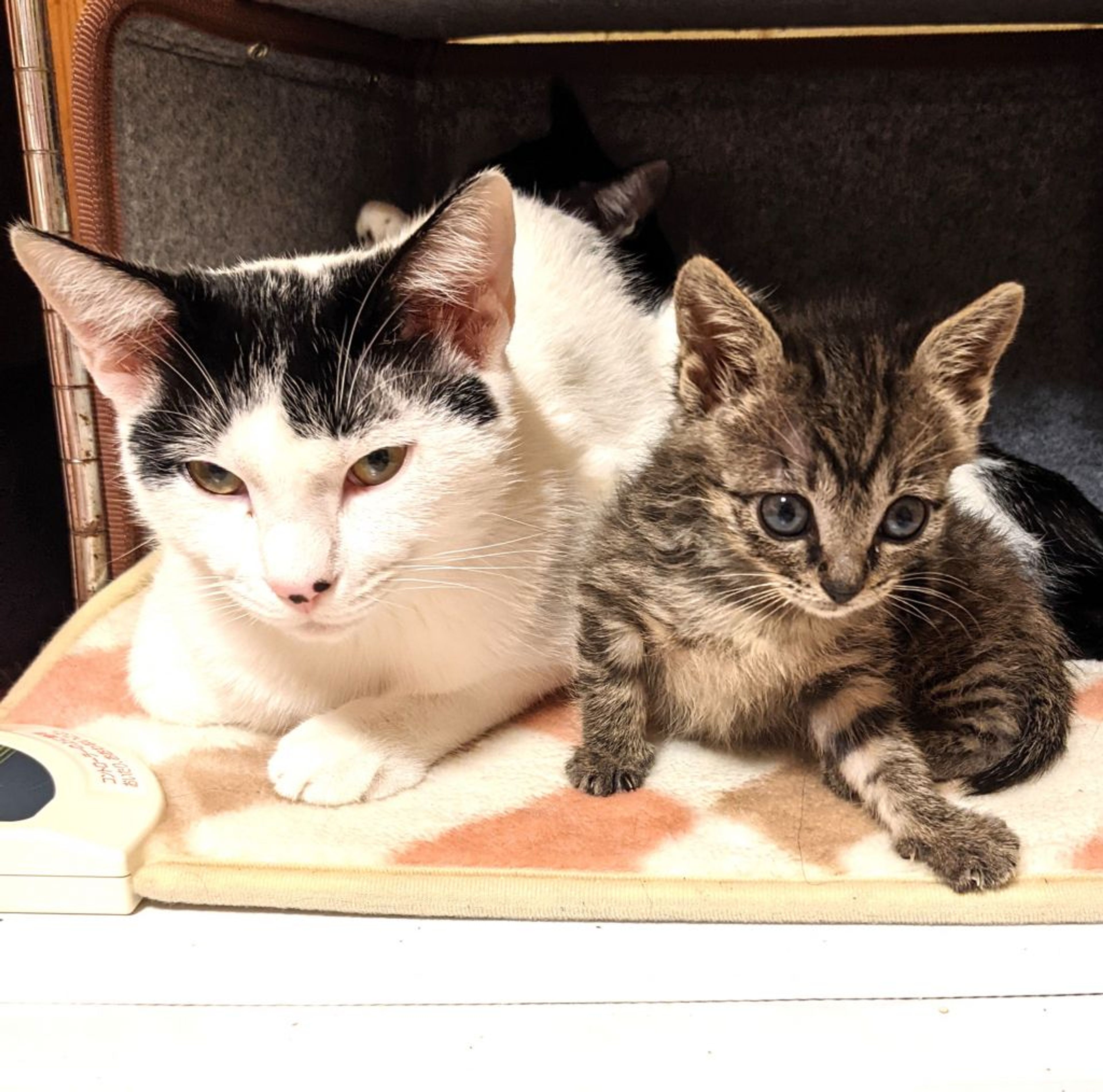 pet-image-6