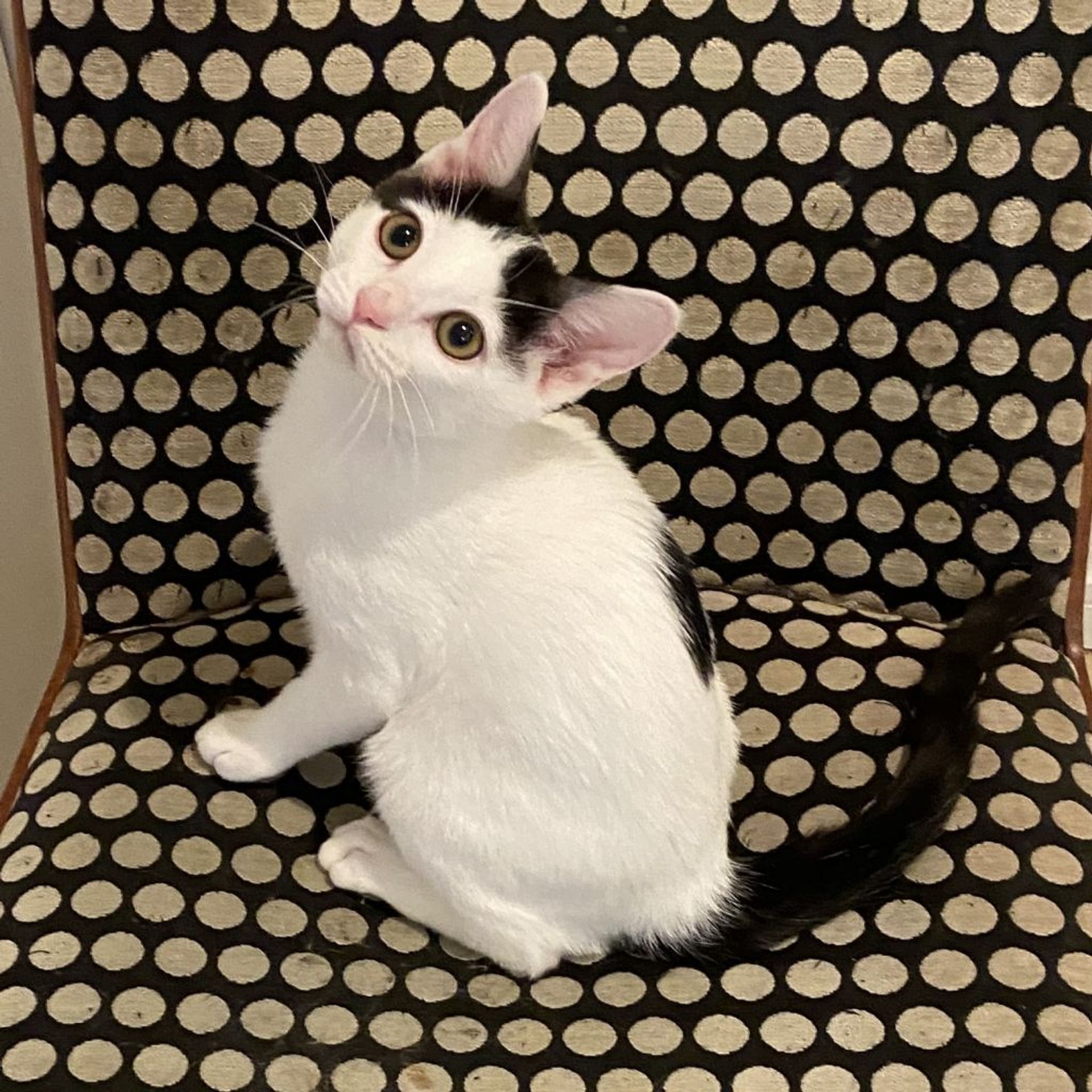 雑種（ミックス猫）・メスの里親募集の写真