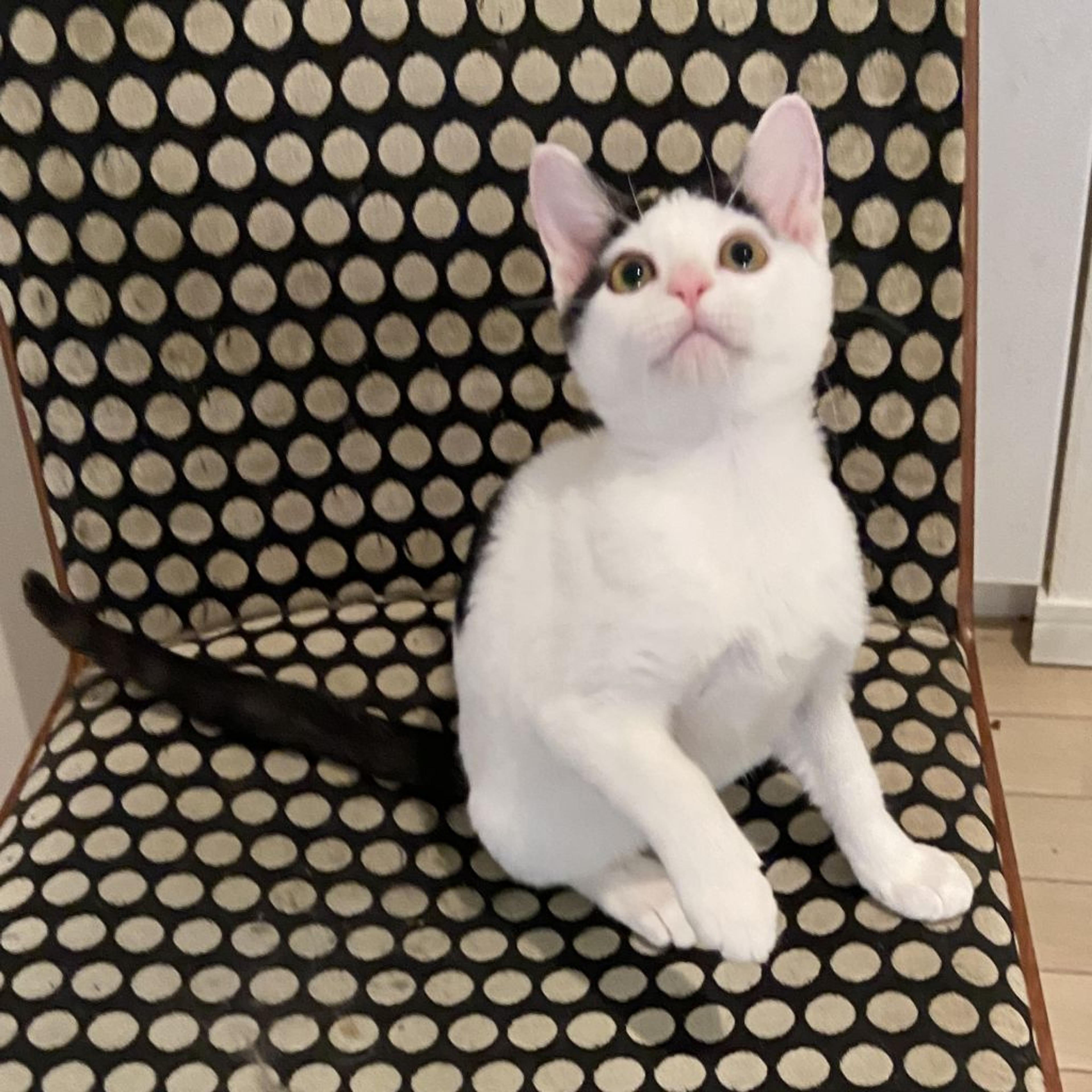 pet-image-2