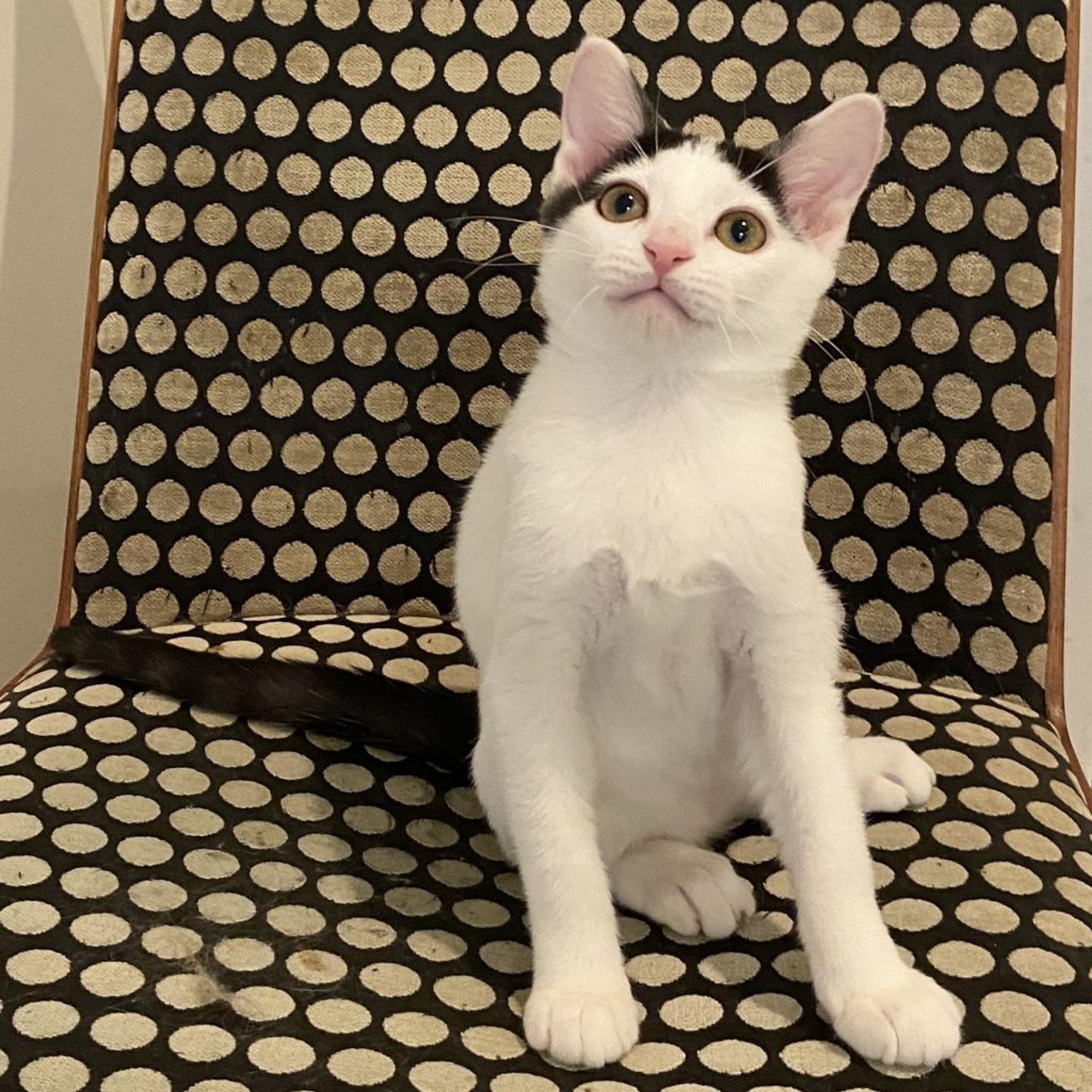pet-image-3