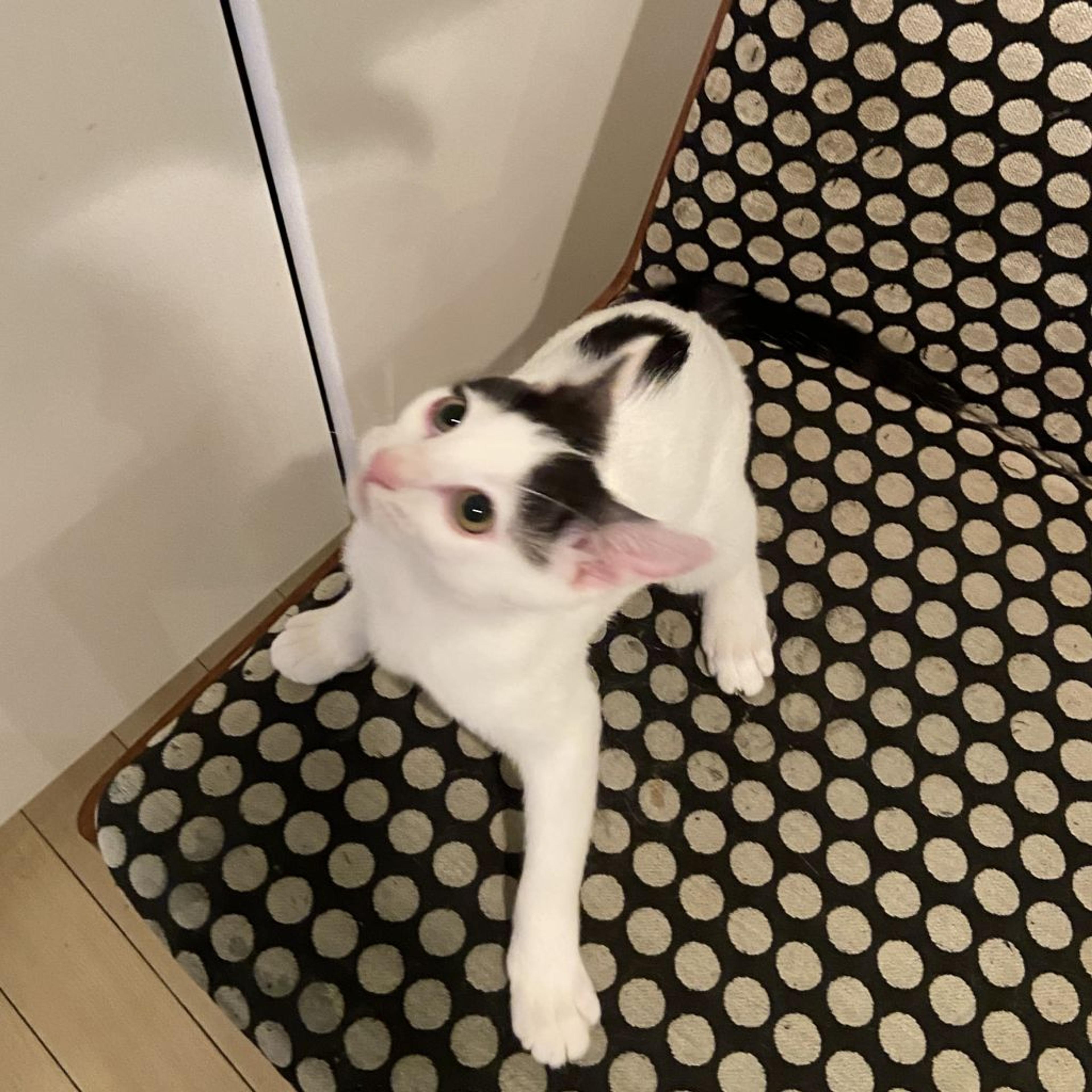 pet-image-4