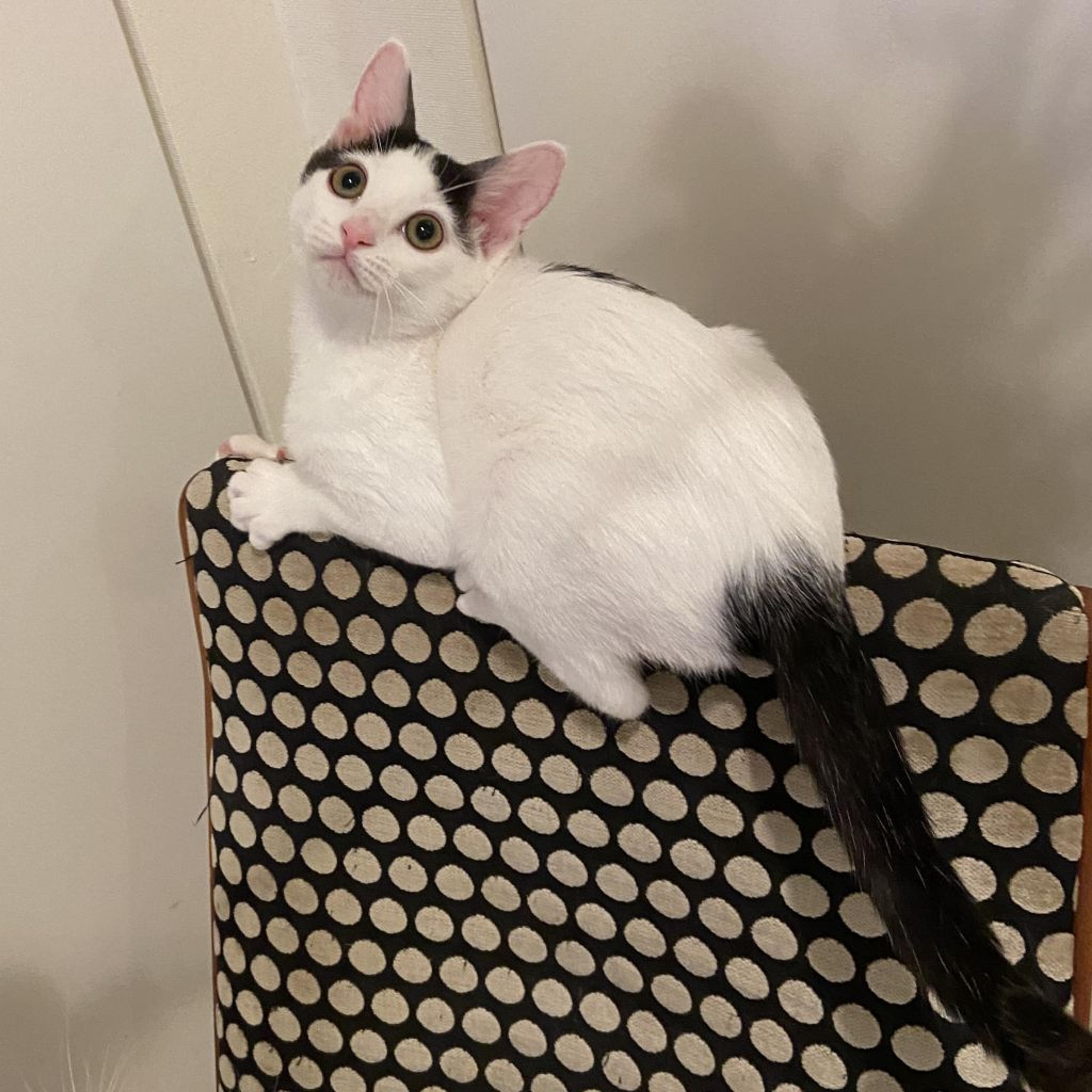 pet-image-5
