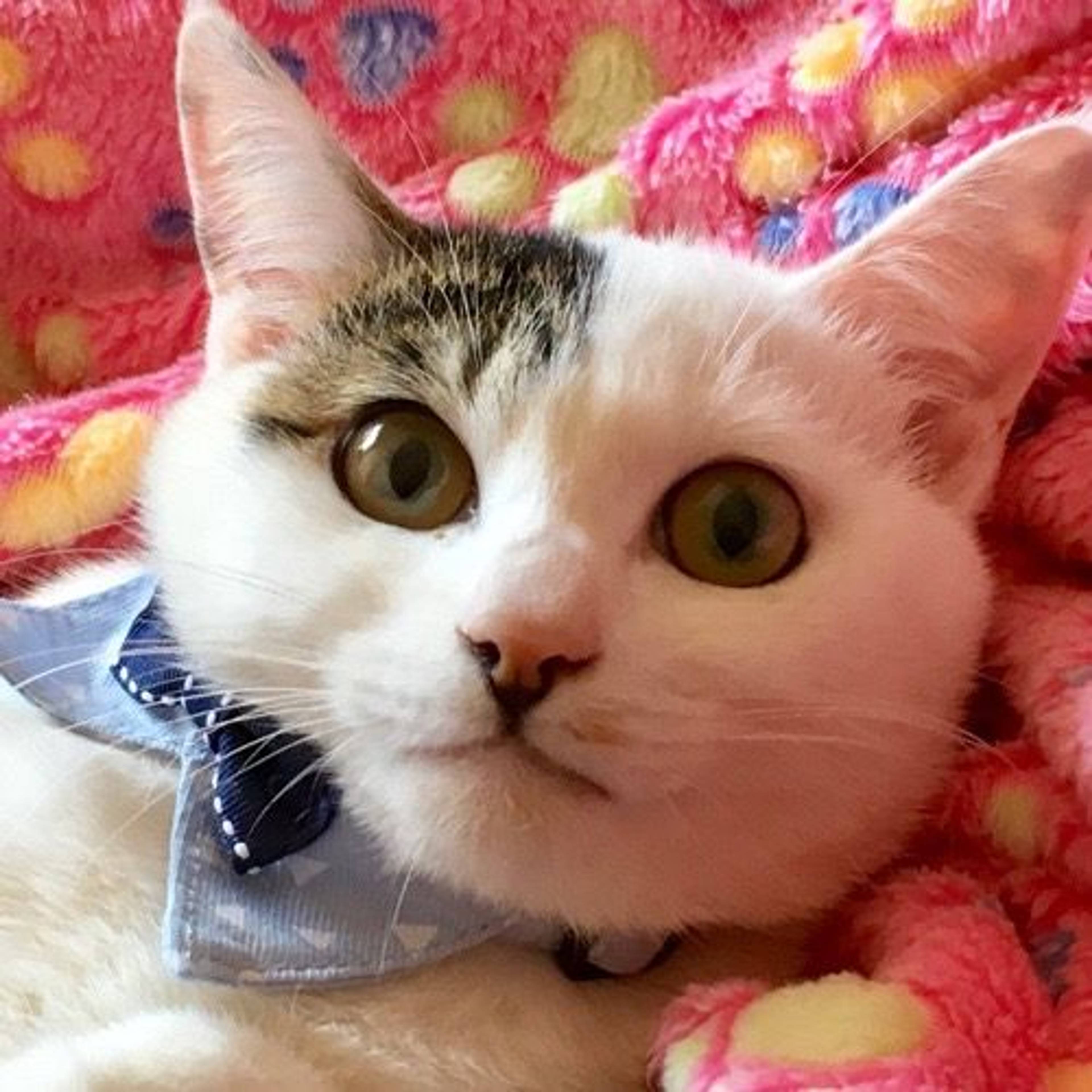 雑種（ミックス猫）・オスの里親募集の写真