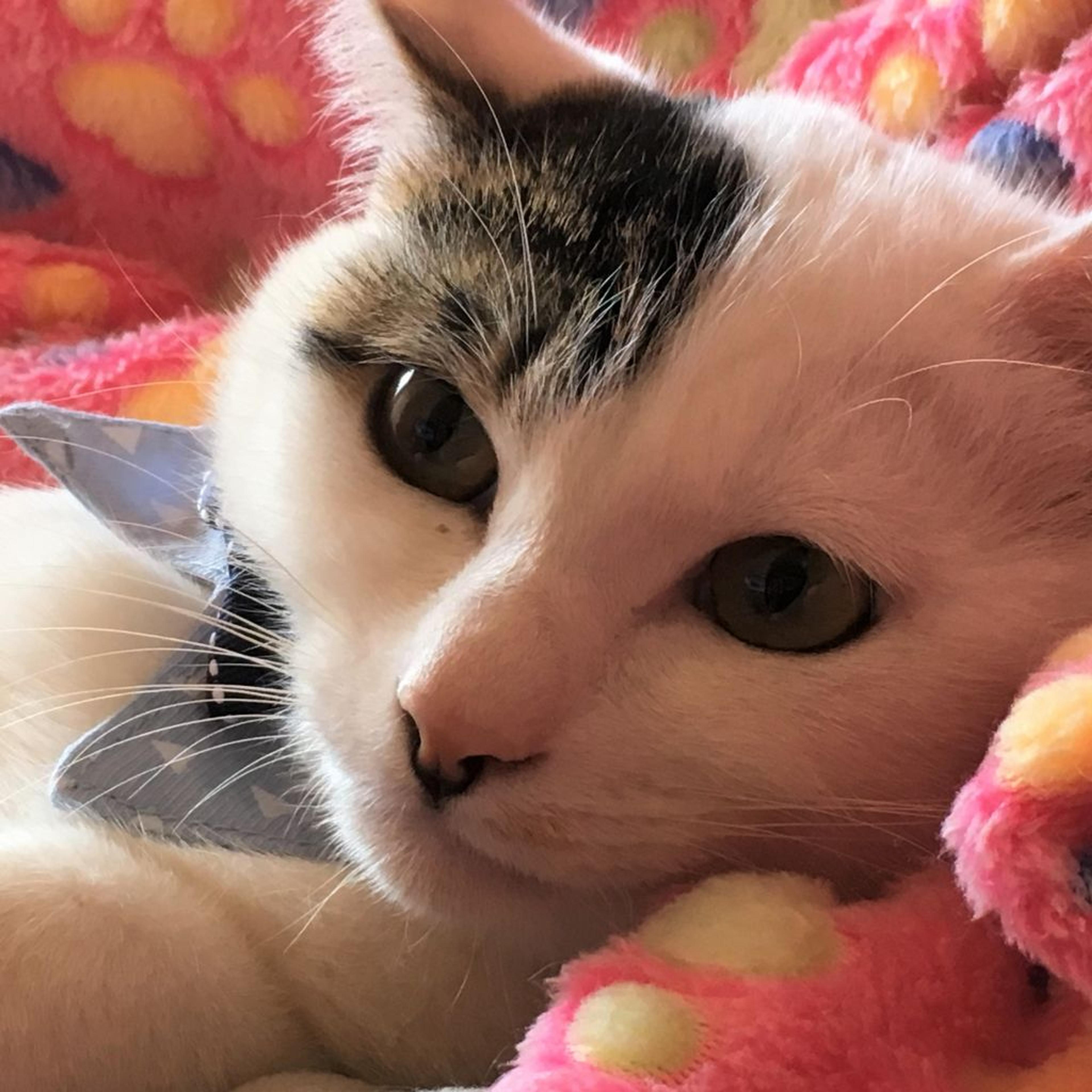pet-image-2