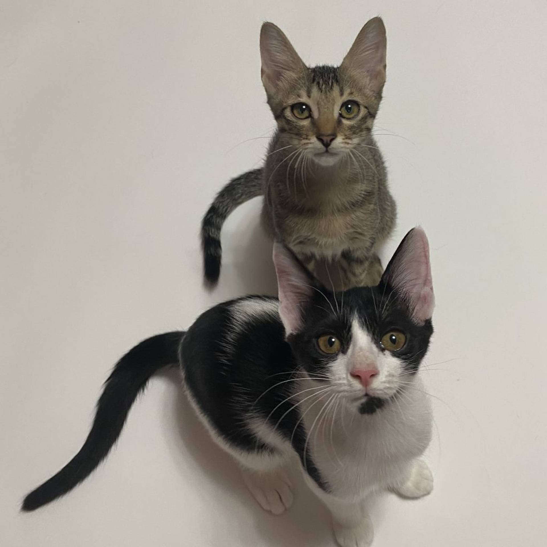 雑種（ミックス猫）・オスの里親募集の写真