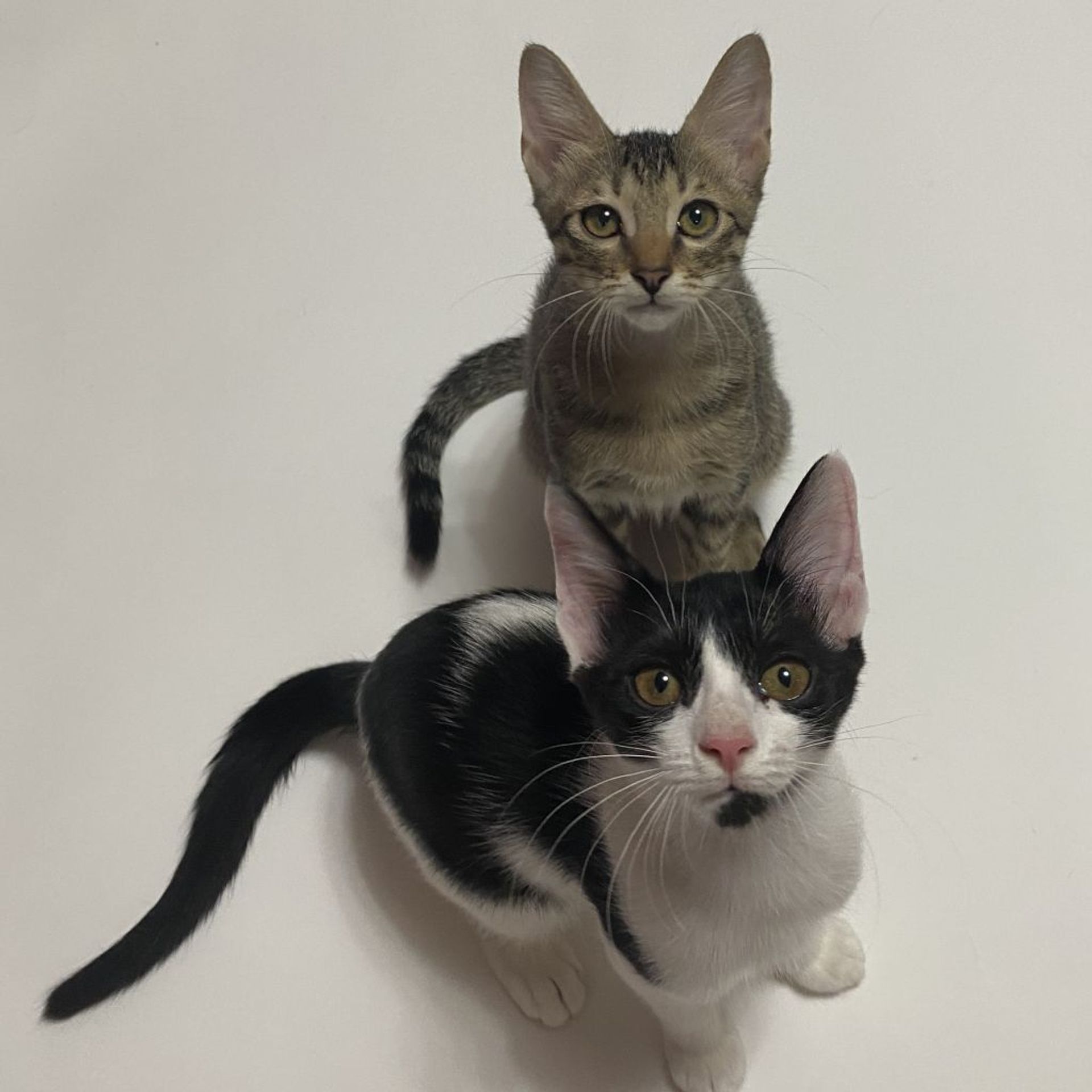 雑種（ミックス猫）・オスの里親募集の写真
