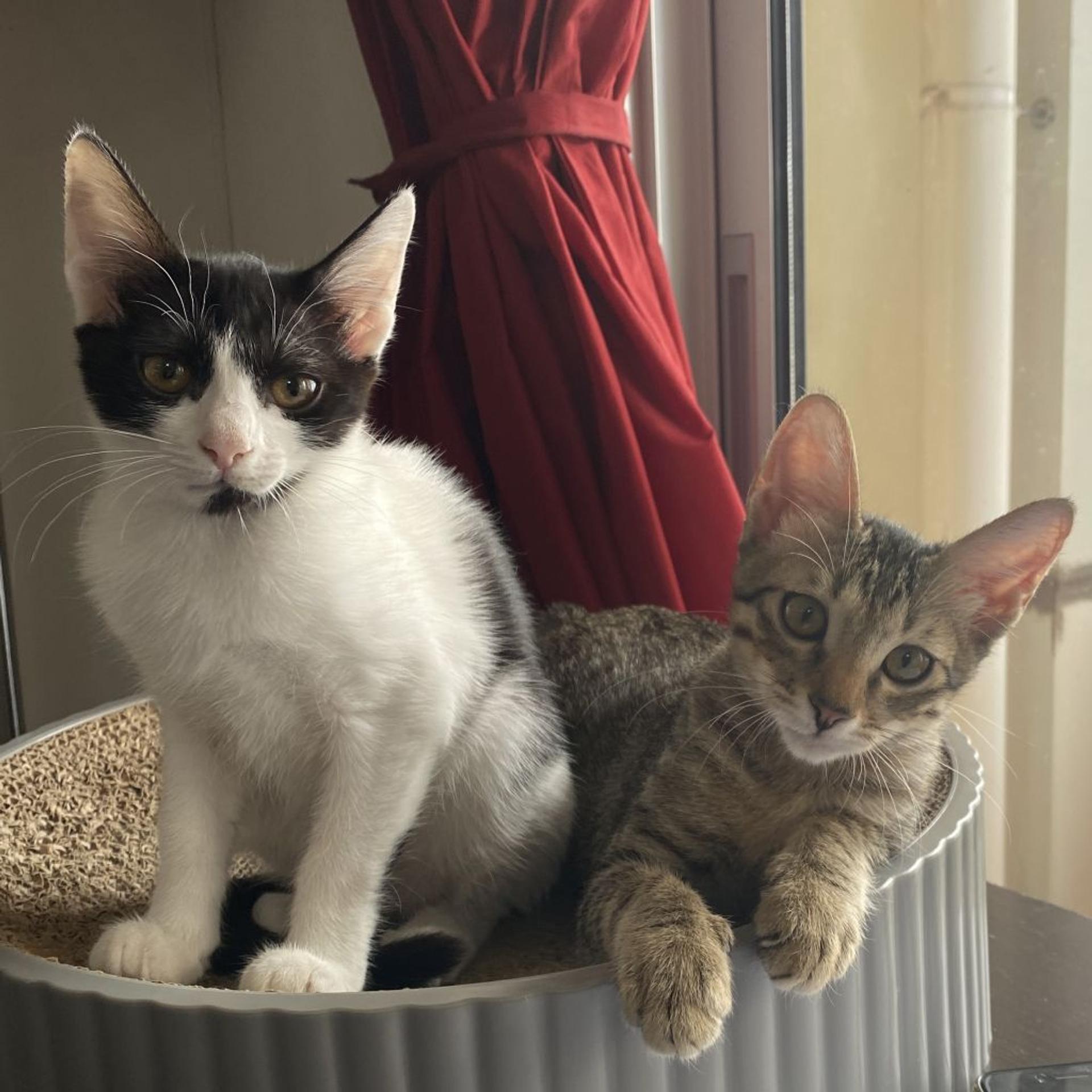 pet-image-3