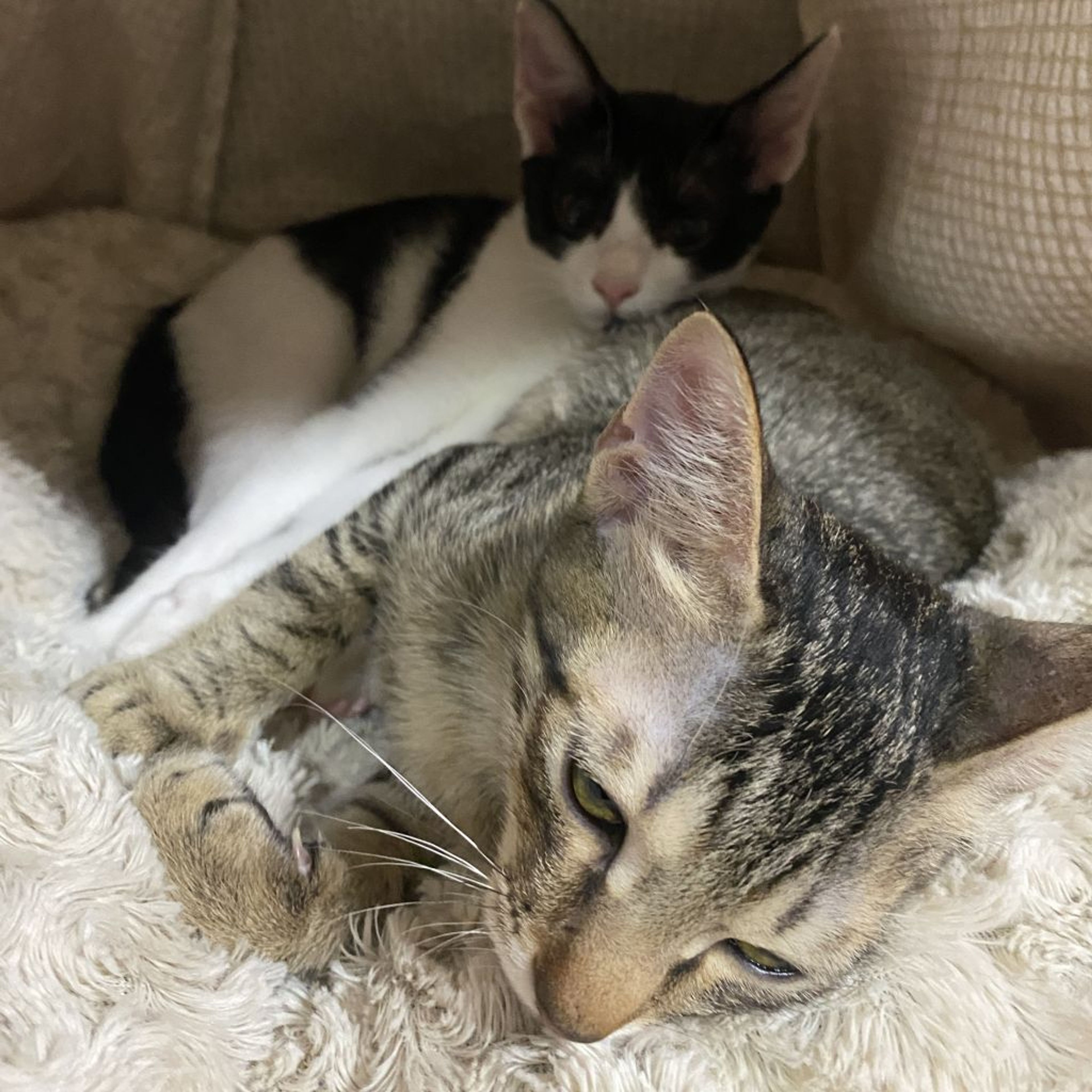 pet-image-4