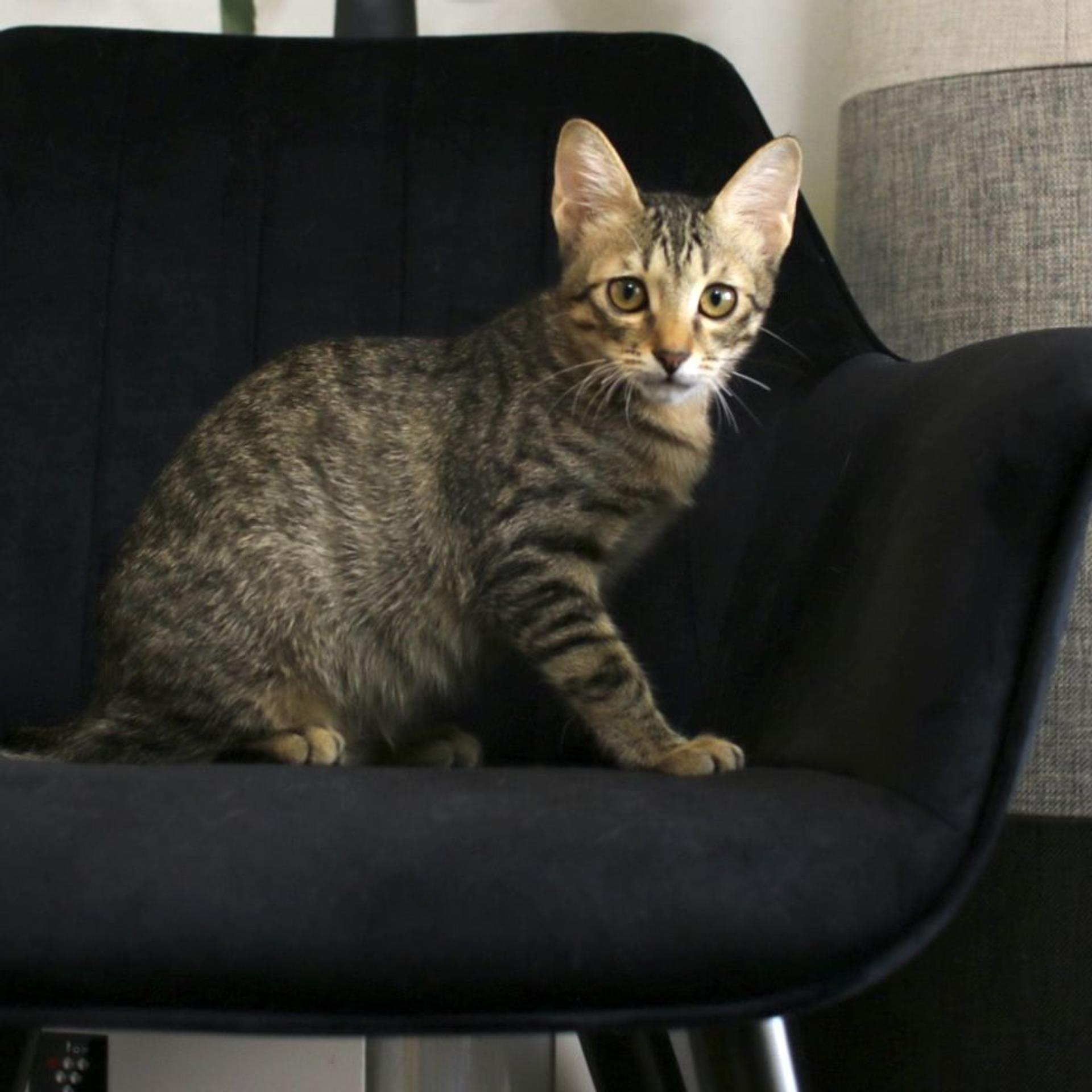 pet-image-5