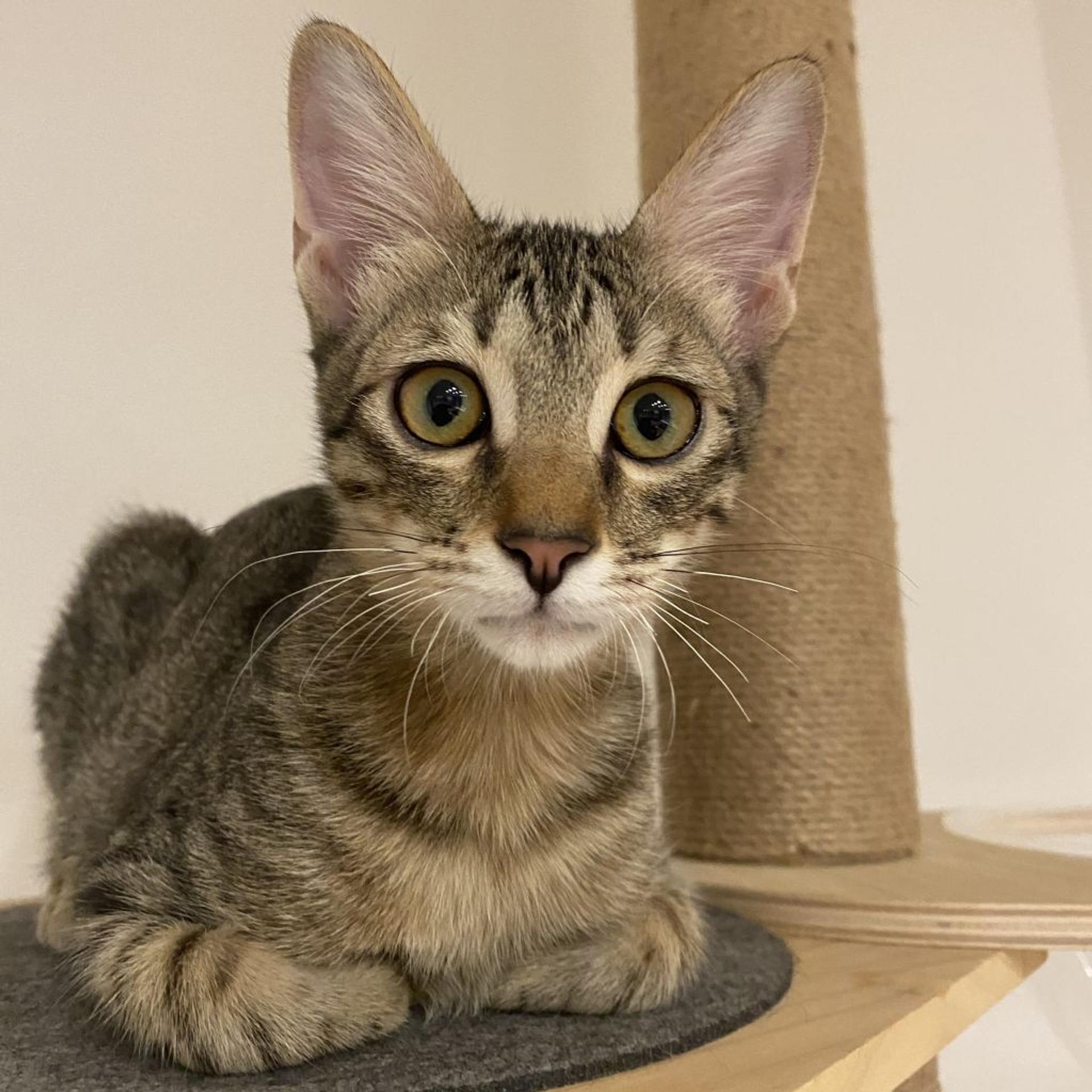 pet-image-9