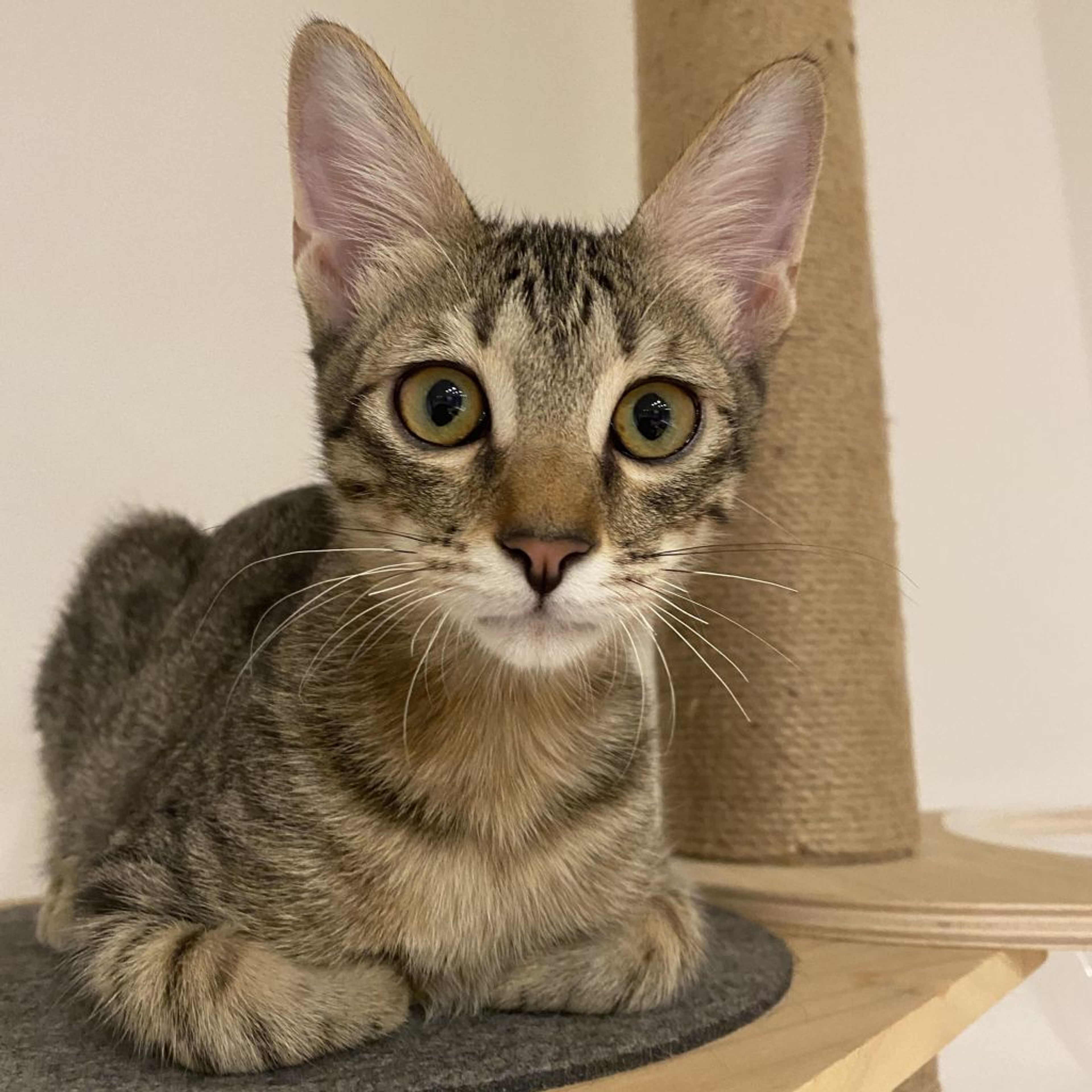 pet-image-9