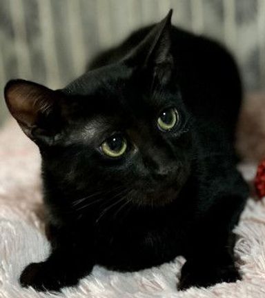 黒猫さま 専用 7点 おまとめ 黒猫さま 専用 7点 おまとめ 黒猫さま 専用 7点 おまとめ