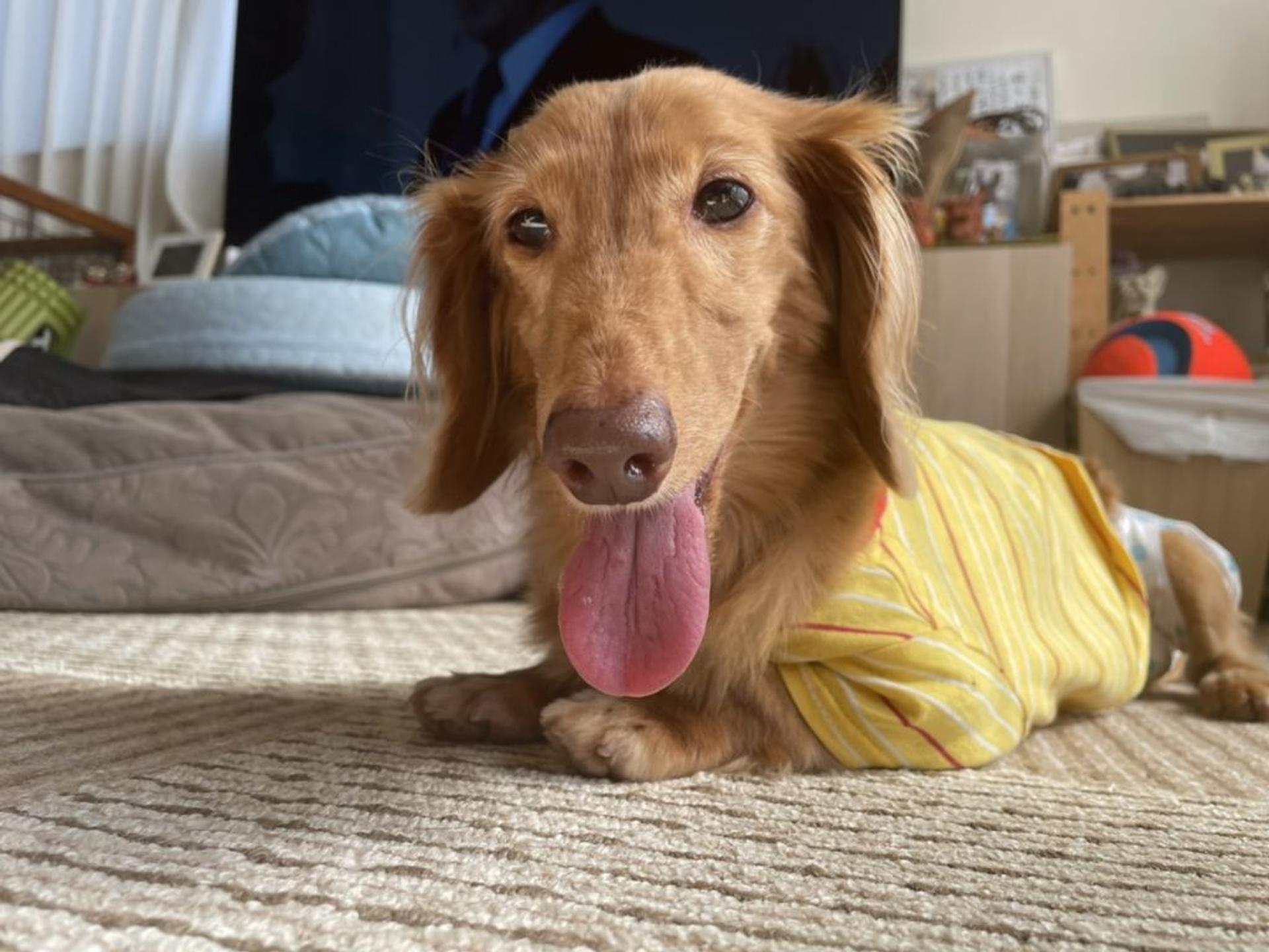 pet-image-2