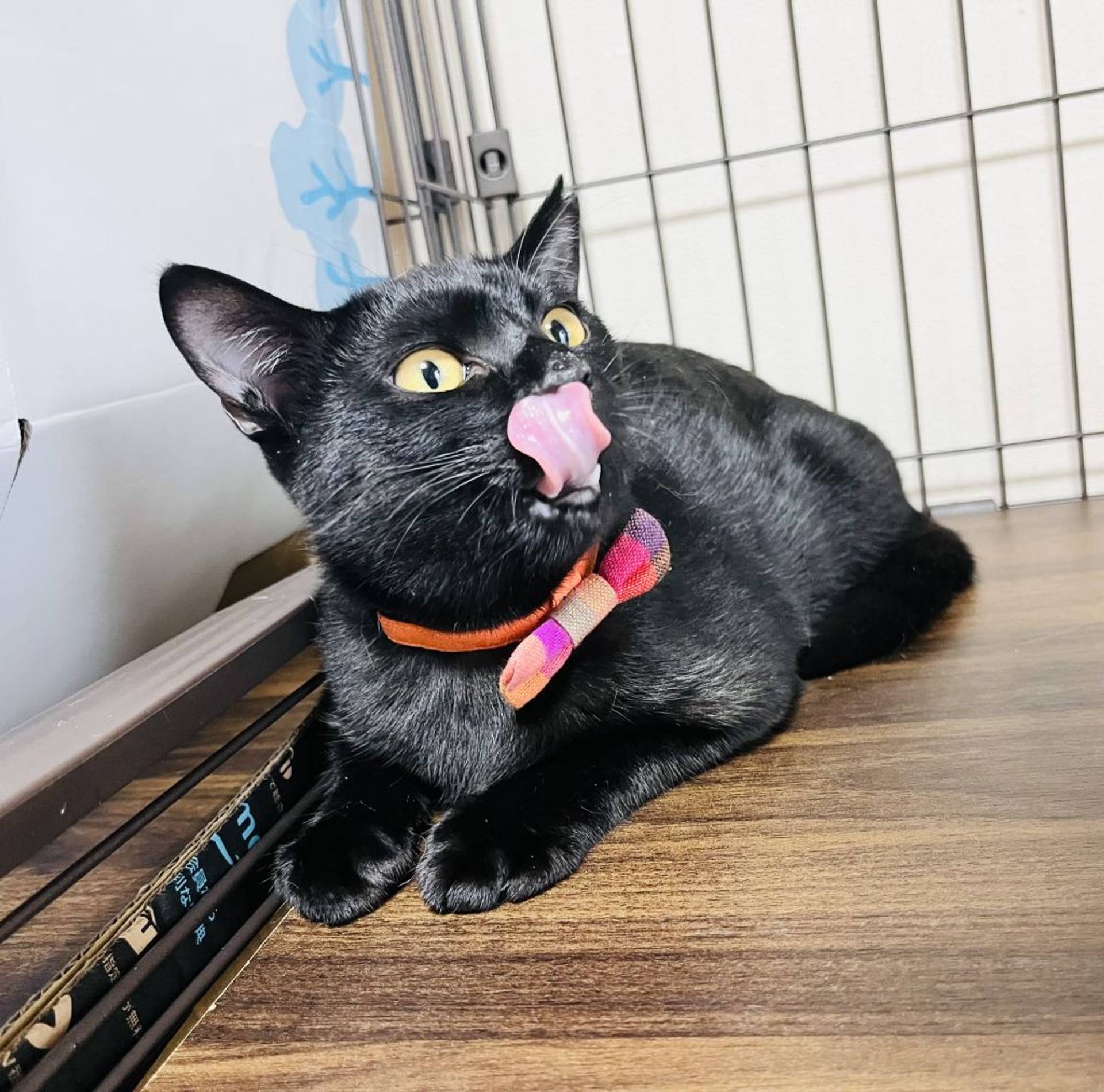 雑種（ミックス猫）・メスの里親募集の写真
