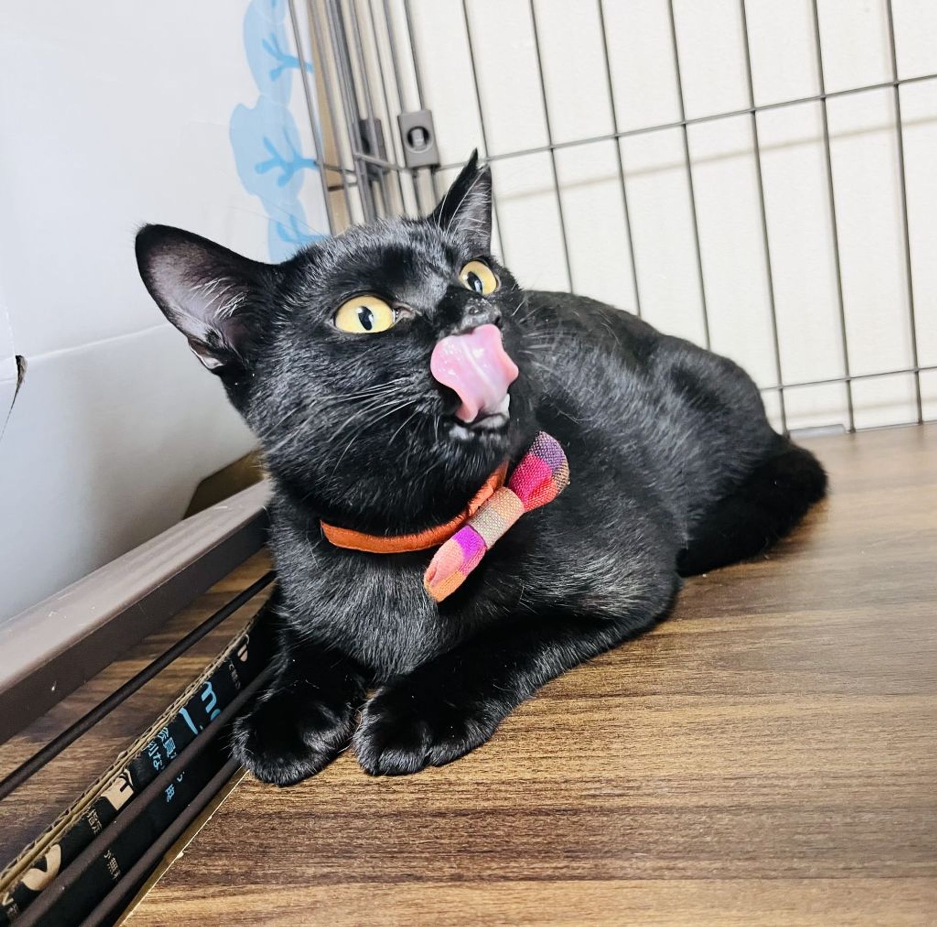雑種（ミックス猫）・メスの里親募集の写真