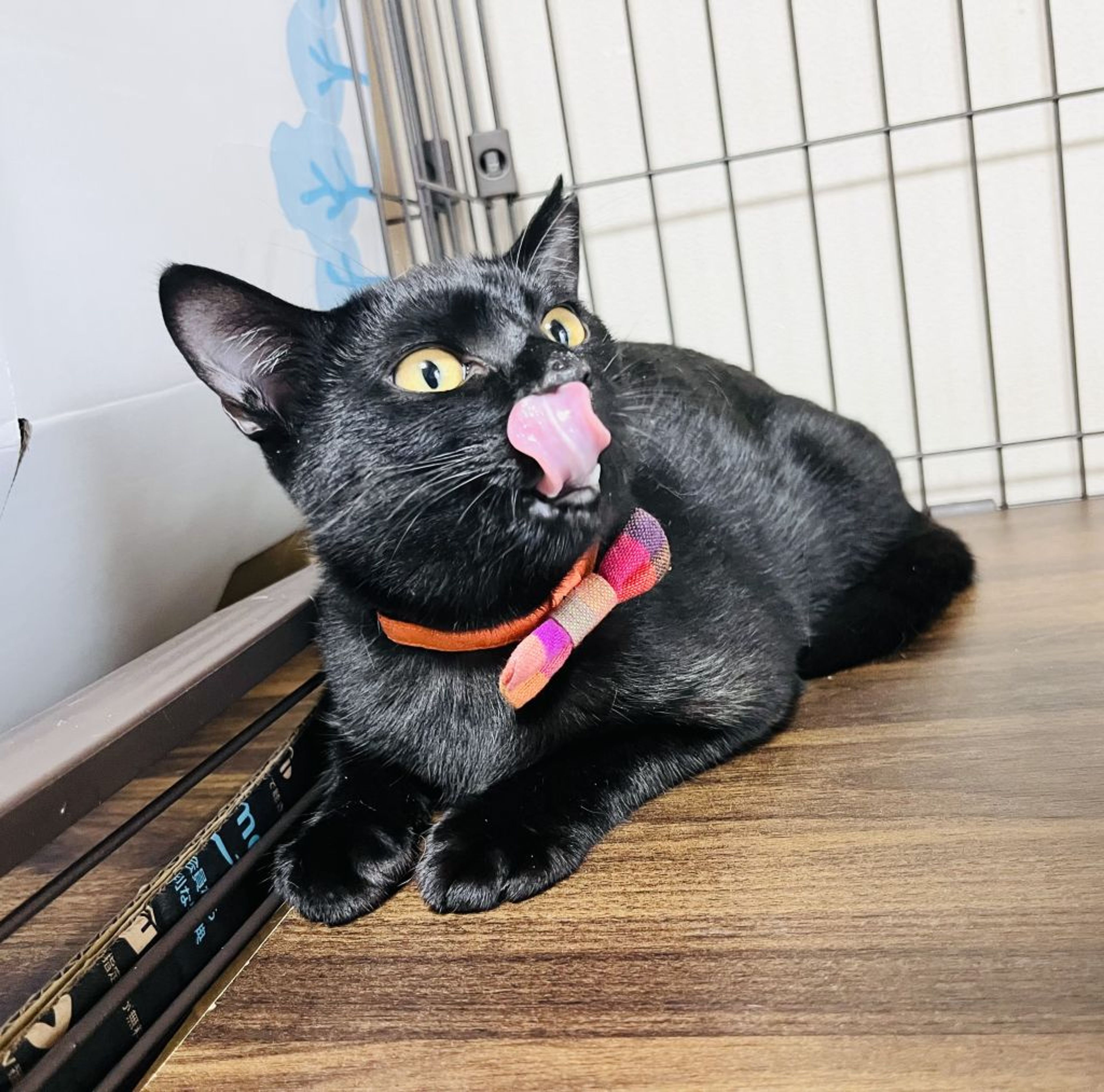 雑種（ミックス猫）・メスの里親募集の写真