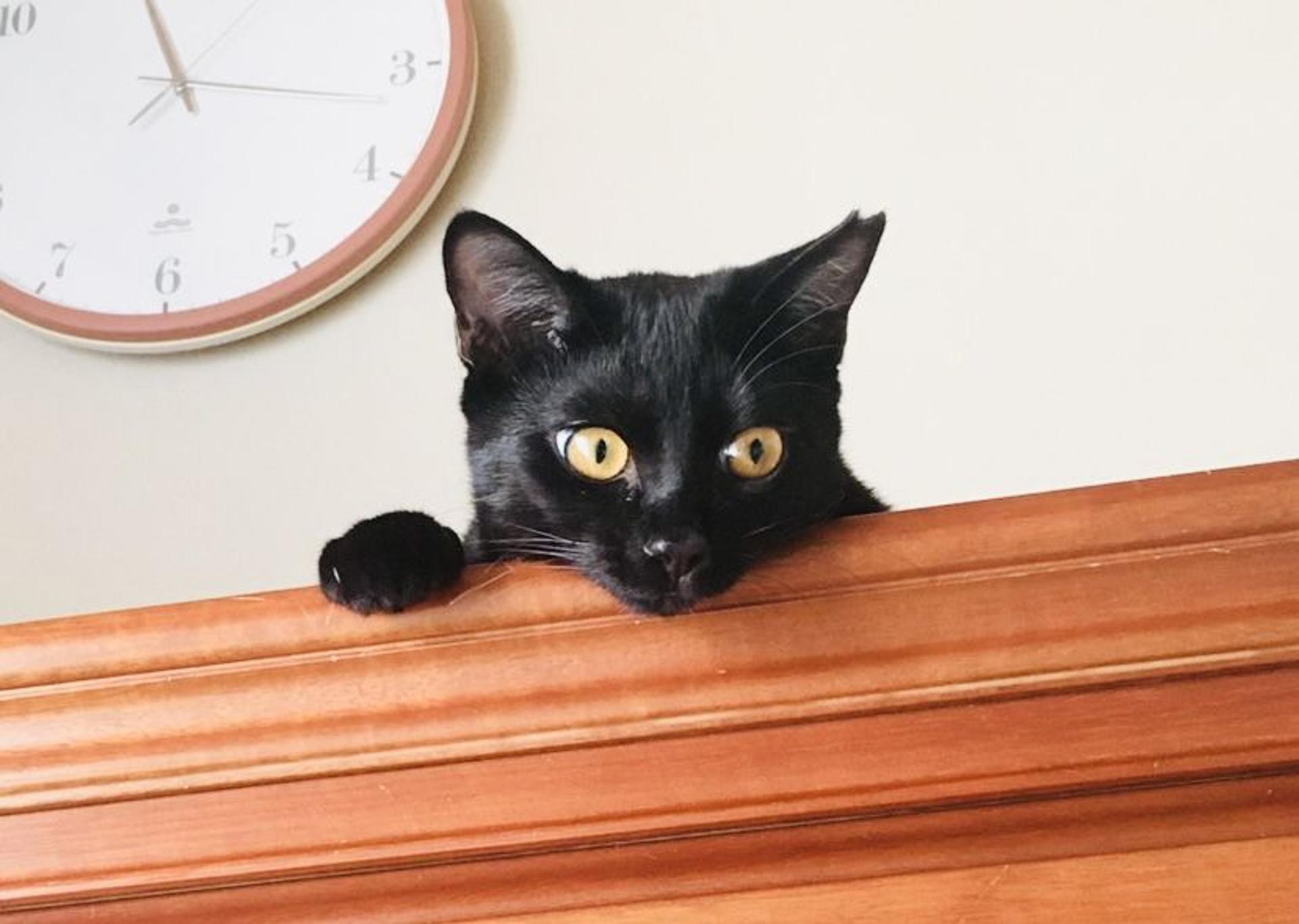 pet-image-3