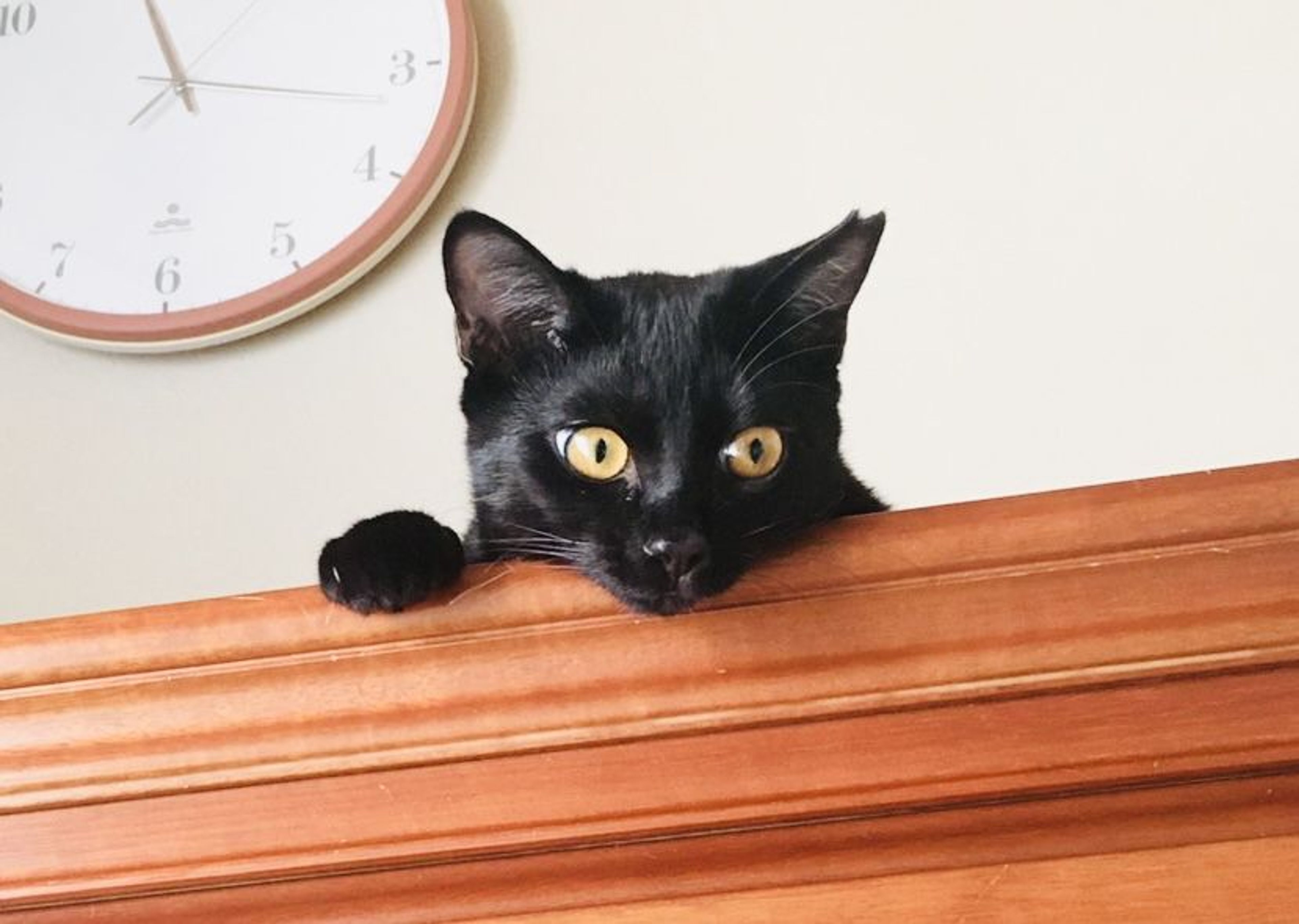 pet-image-3