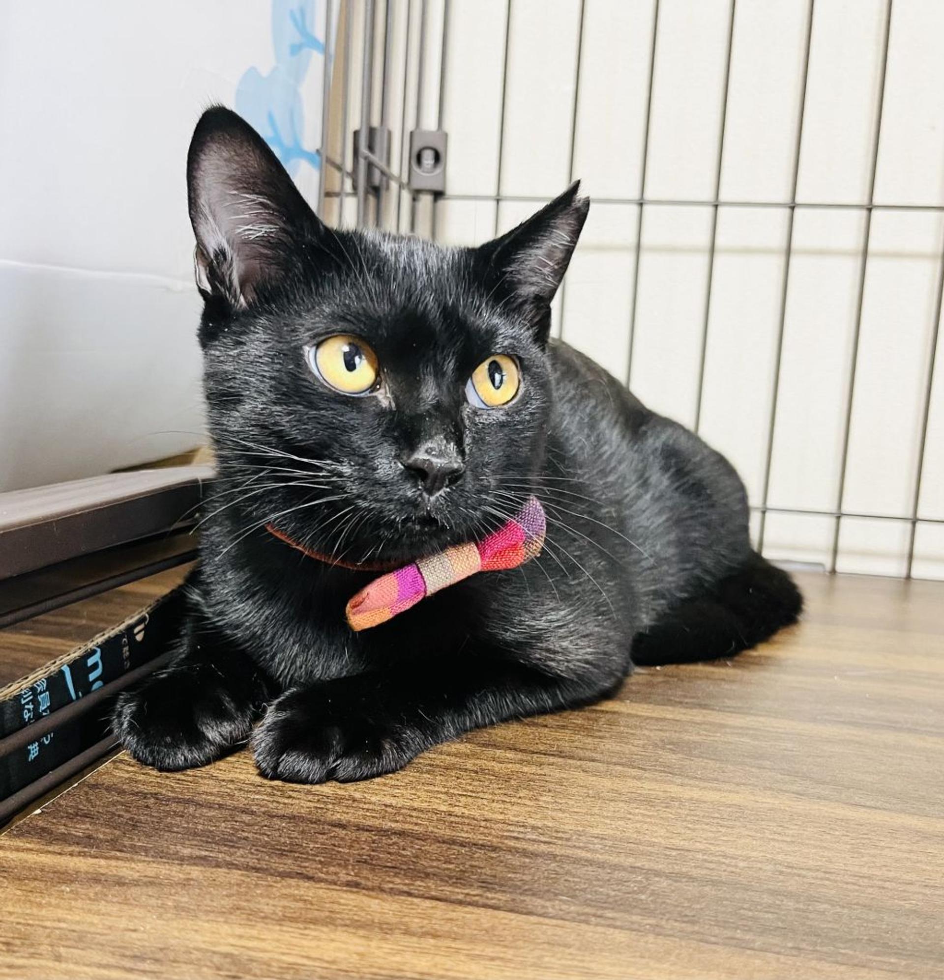 pet-image-5