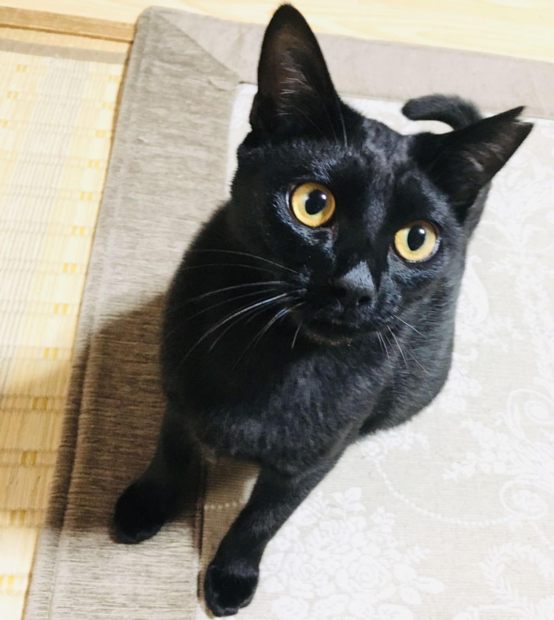 pet-image-2