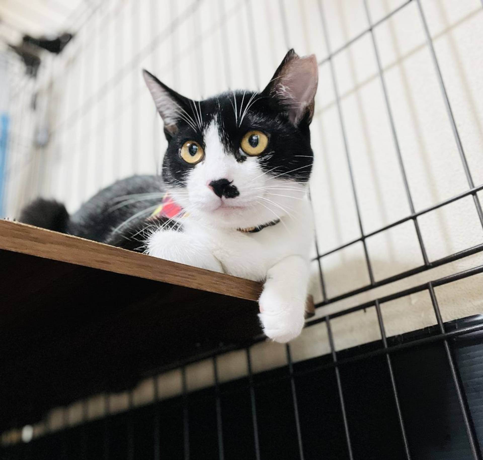 雑種（ミックス猫）・メスの里親募集の写真