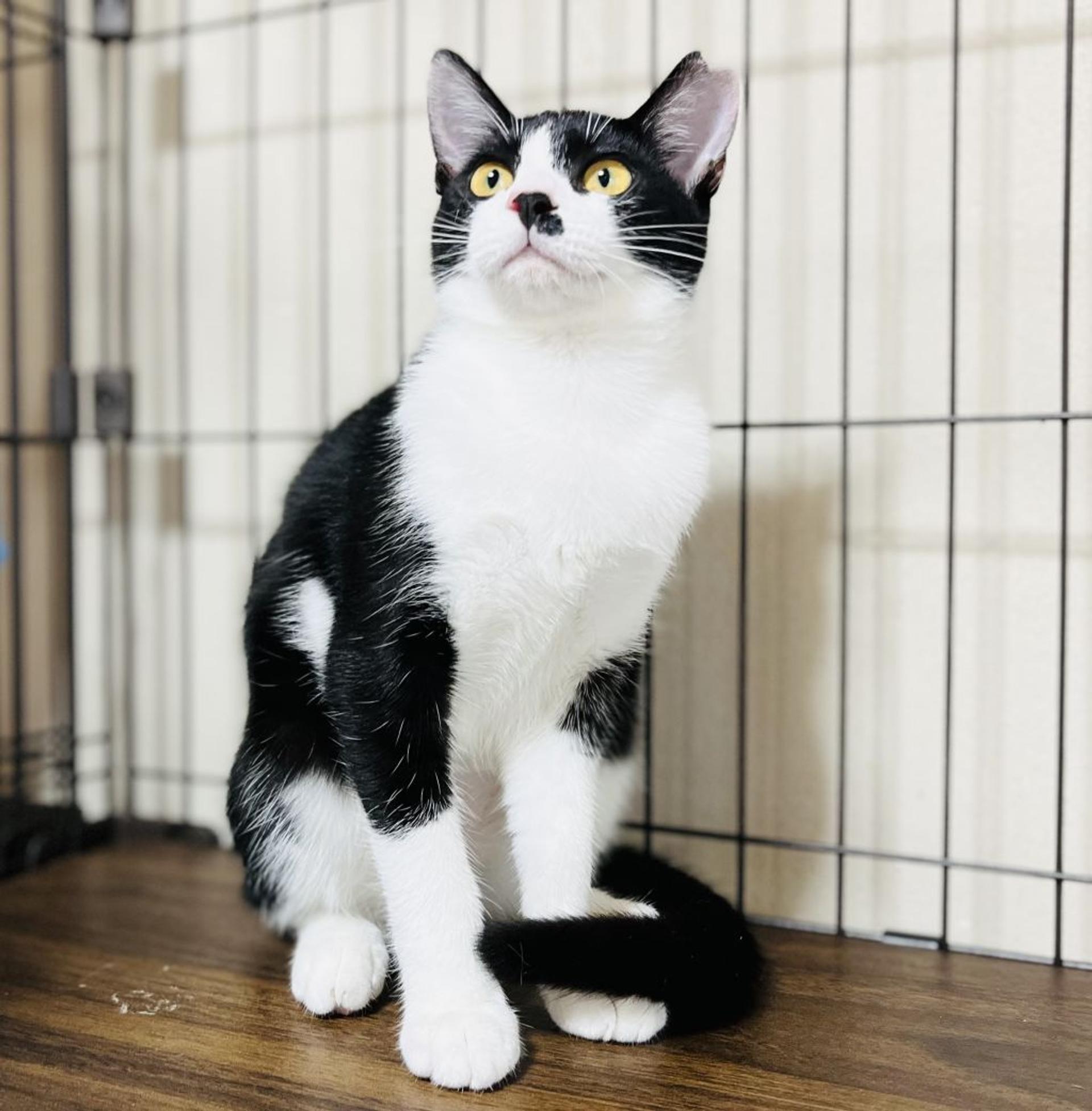 pet-image-6