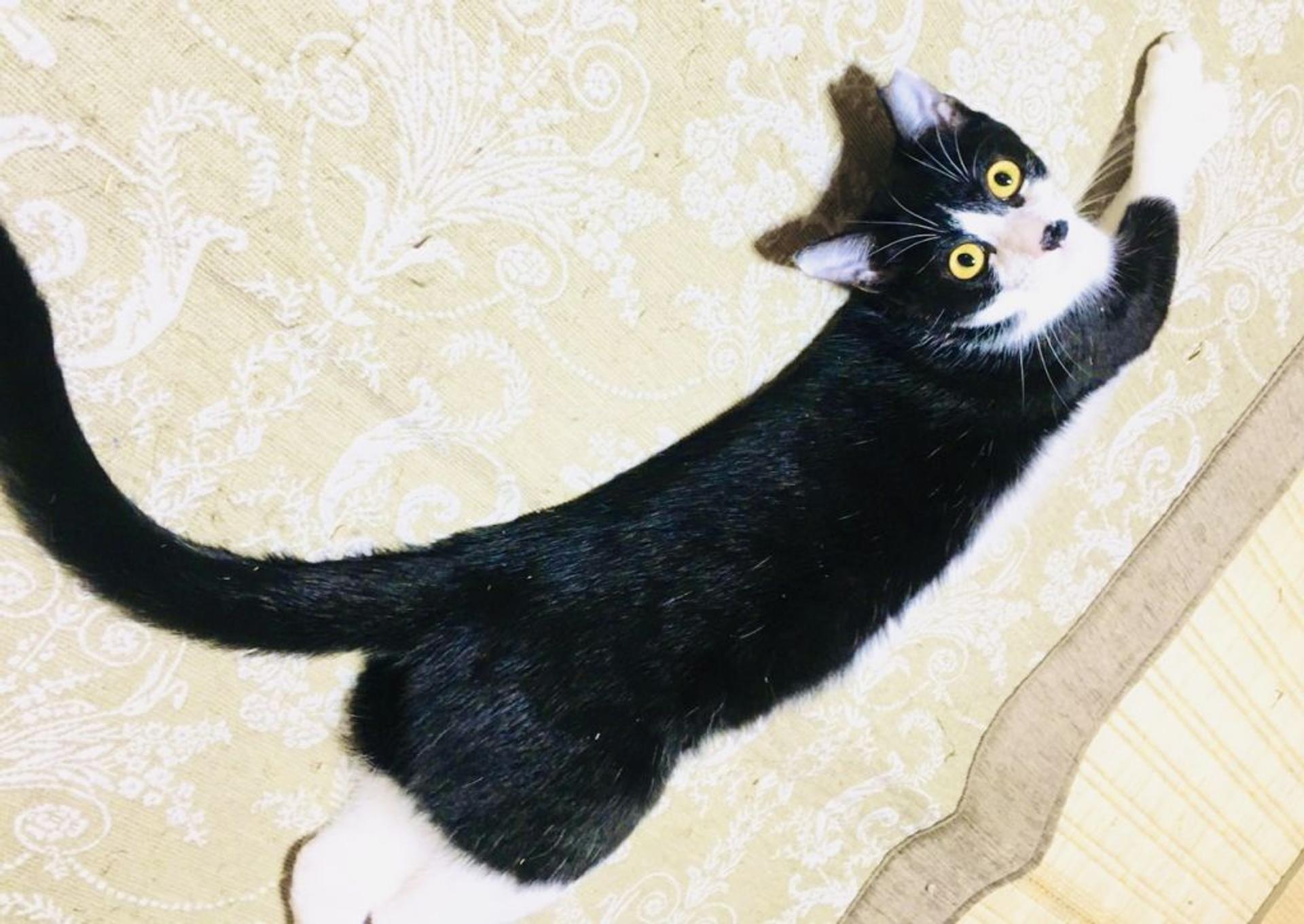 pet-image-2