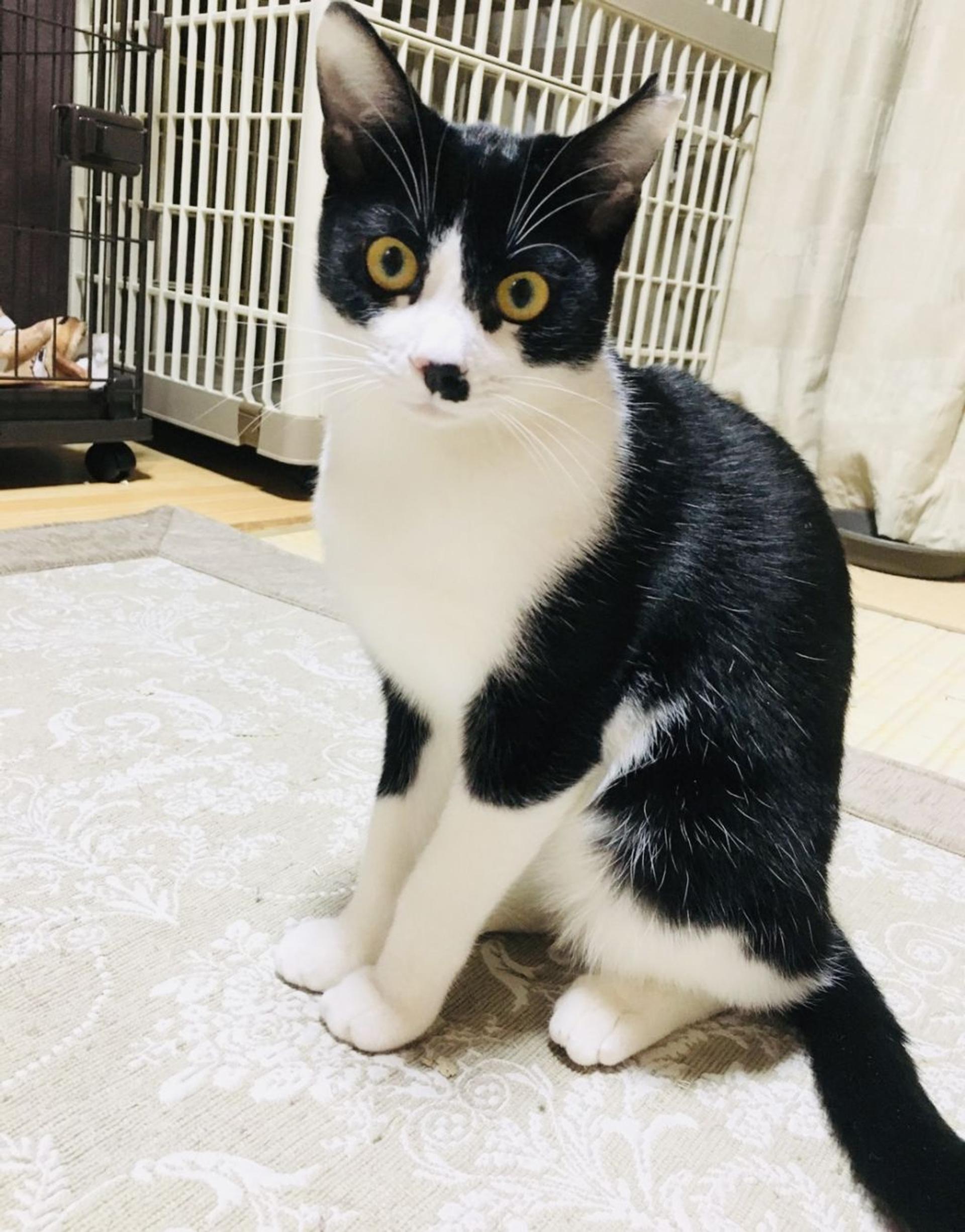 pet-image-3