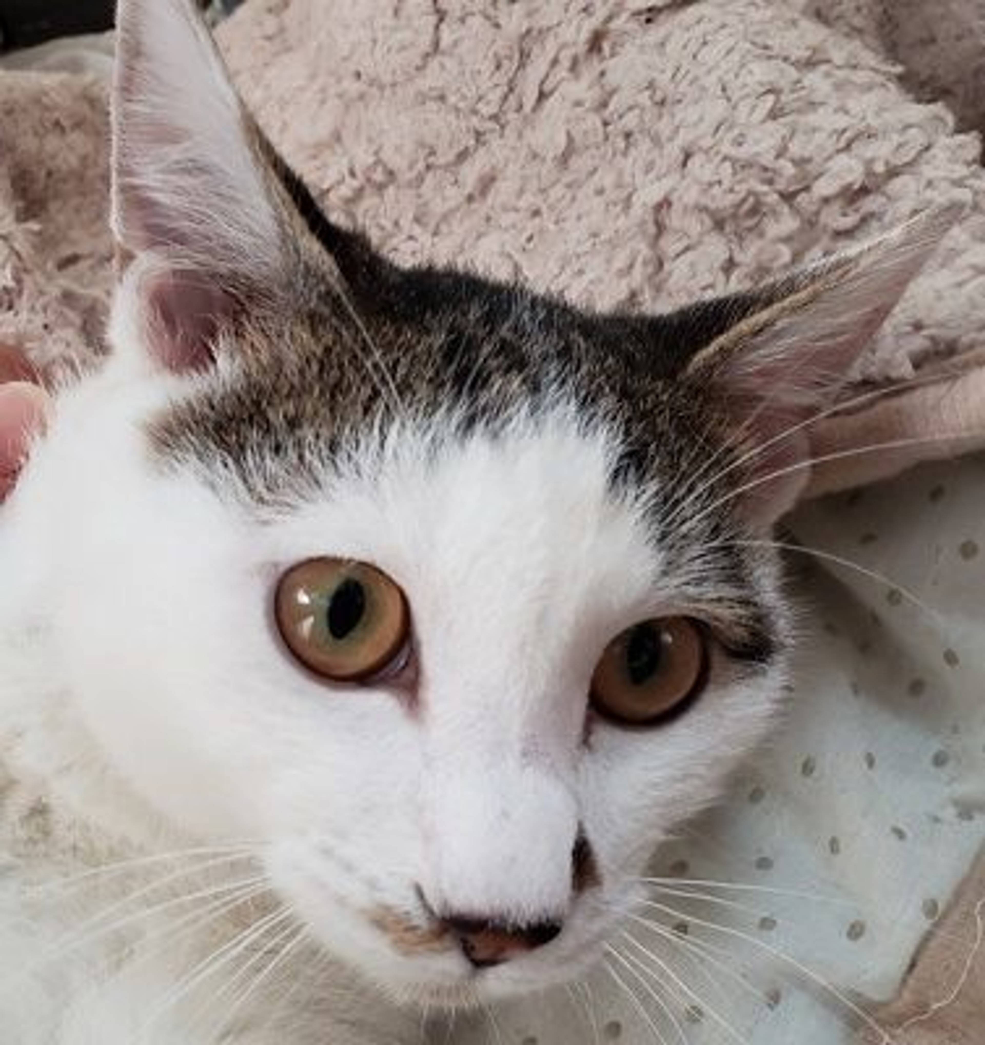 雑種（ミックス猫）・オスの里親募集の写真