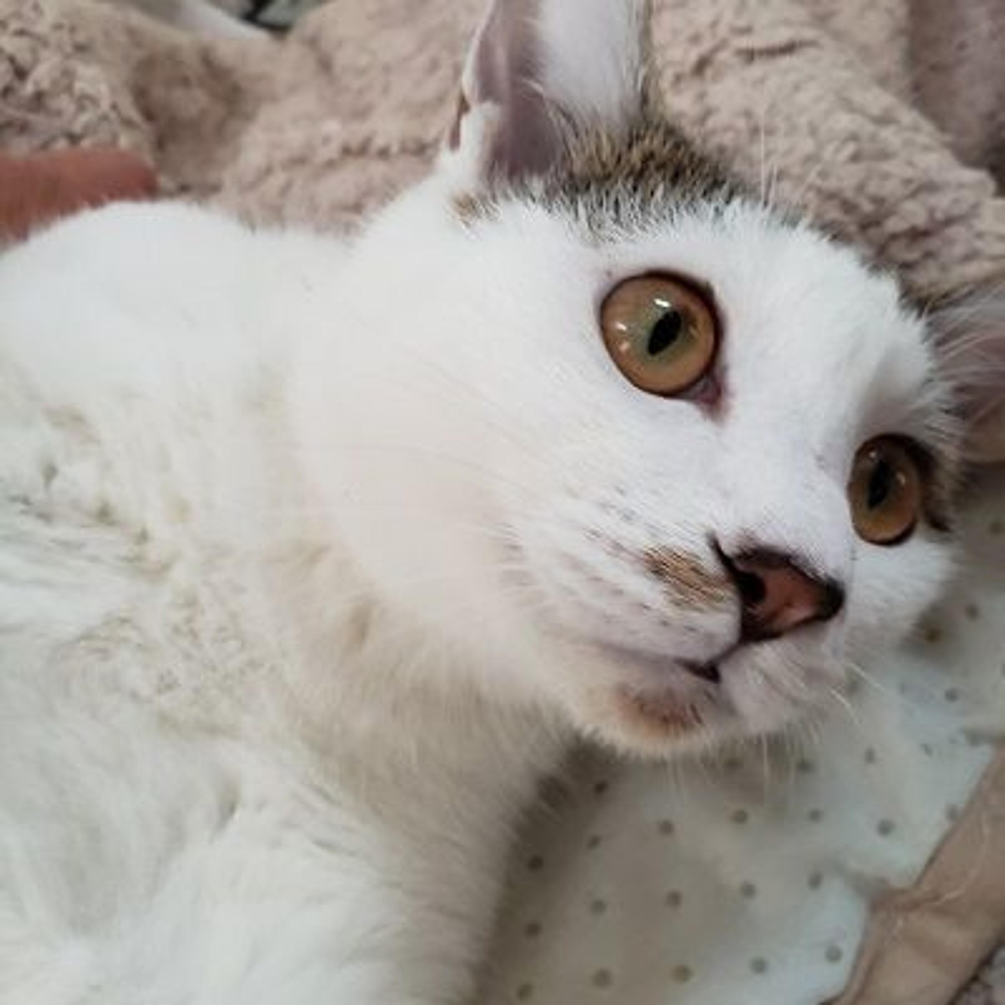 pet-image-3