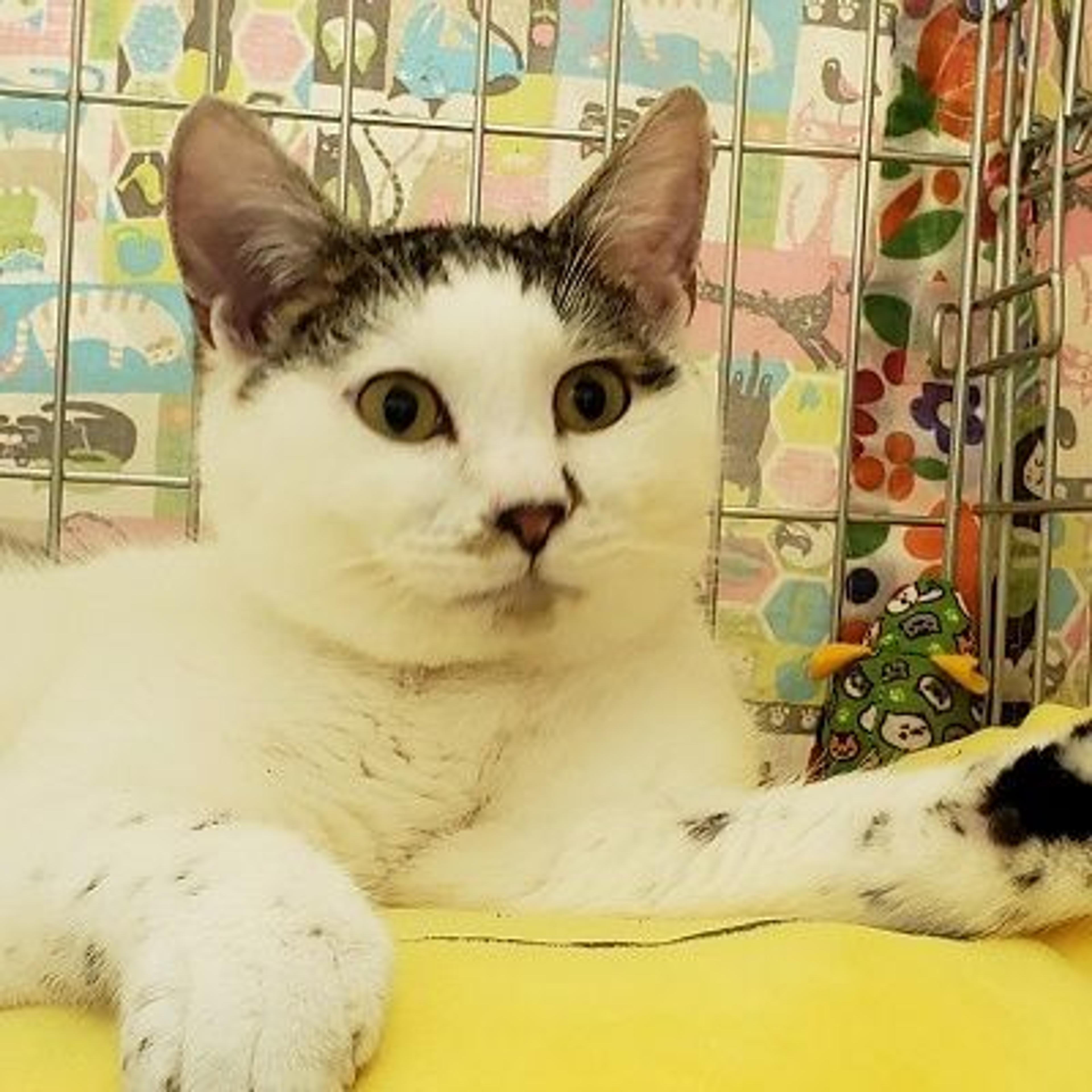 pet-image-2