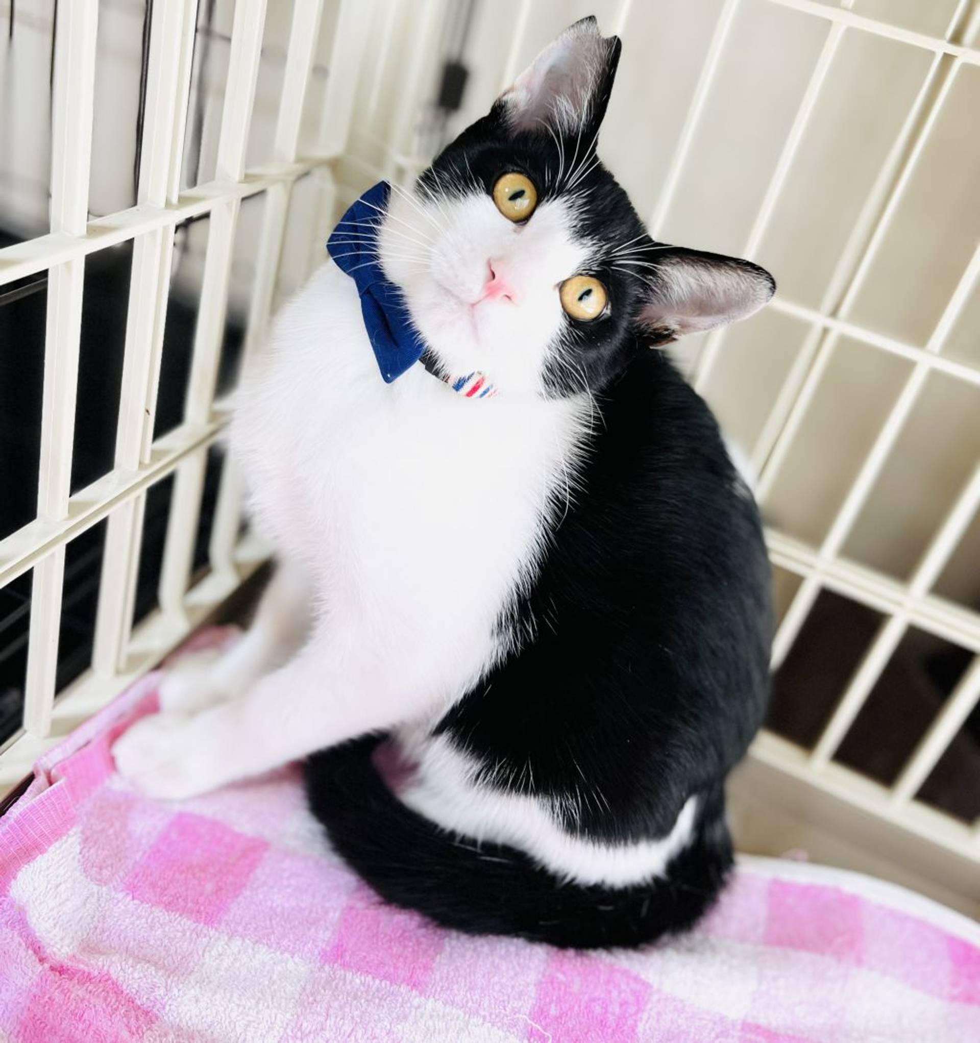 雑種（ミックス猫）・オスの里親募集の写真