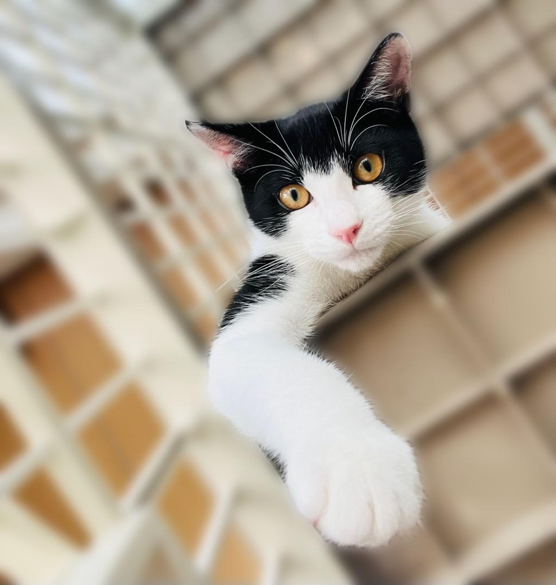 pet-image-3