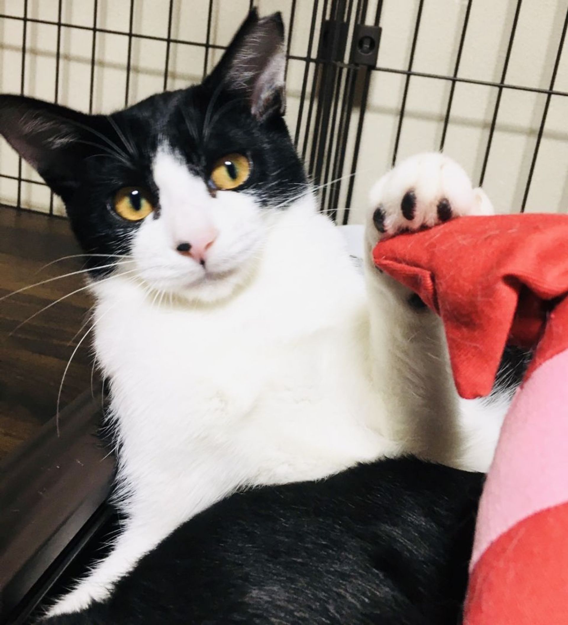 雑種（ミックス猫）・メスの里親募集の写真