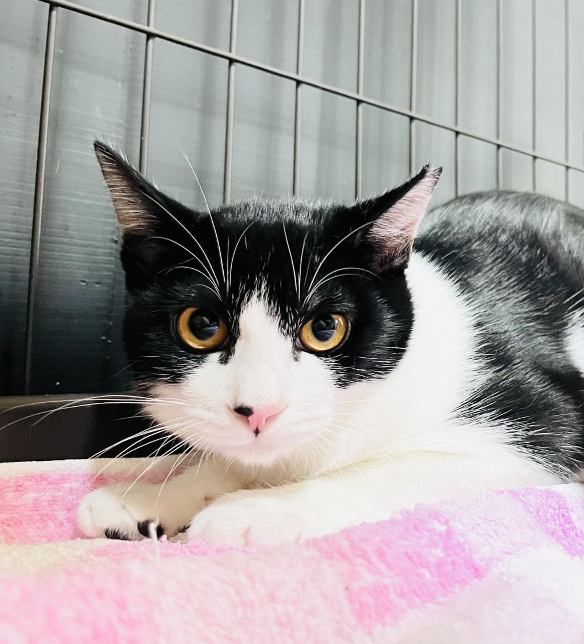 pet-image-2
