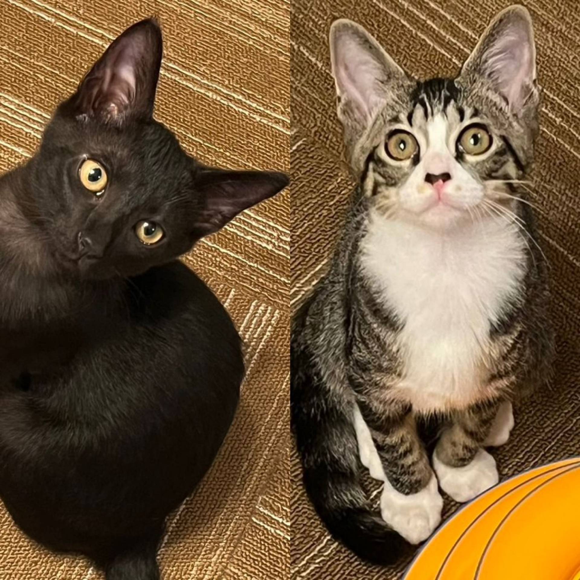 雑種（ミックス猫）・オスの里親募集の写真