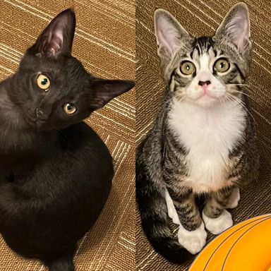 マイッキー&キャリーの写真