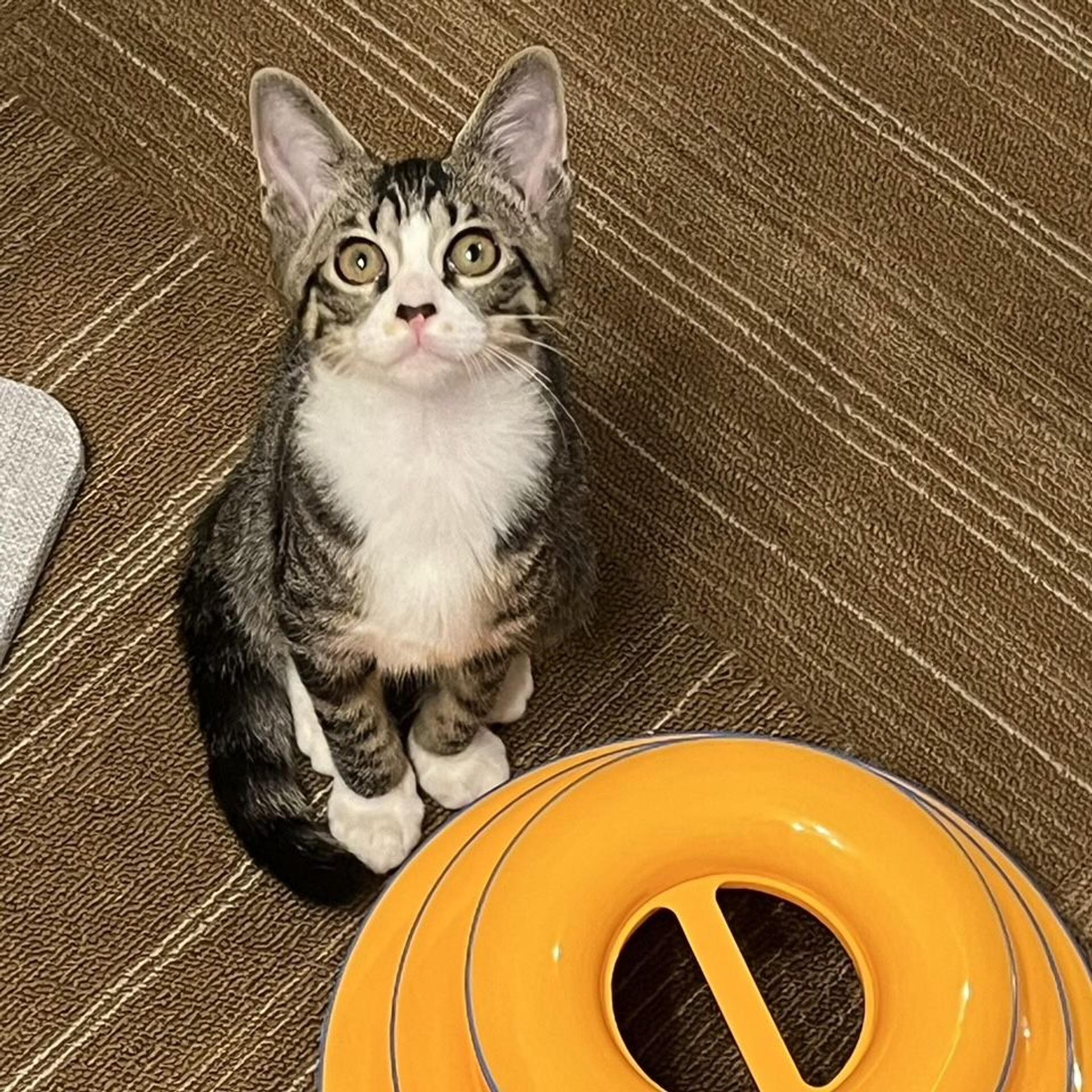 pet-image-3