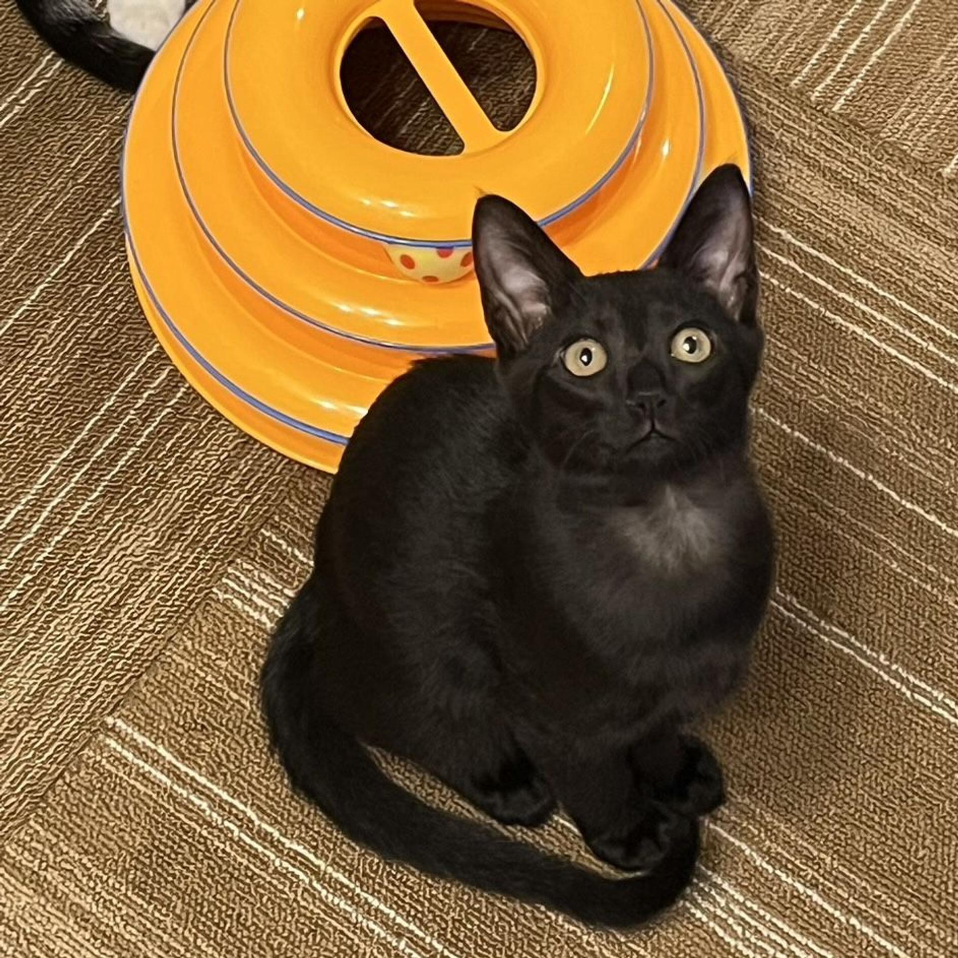 pet-image-4