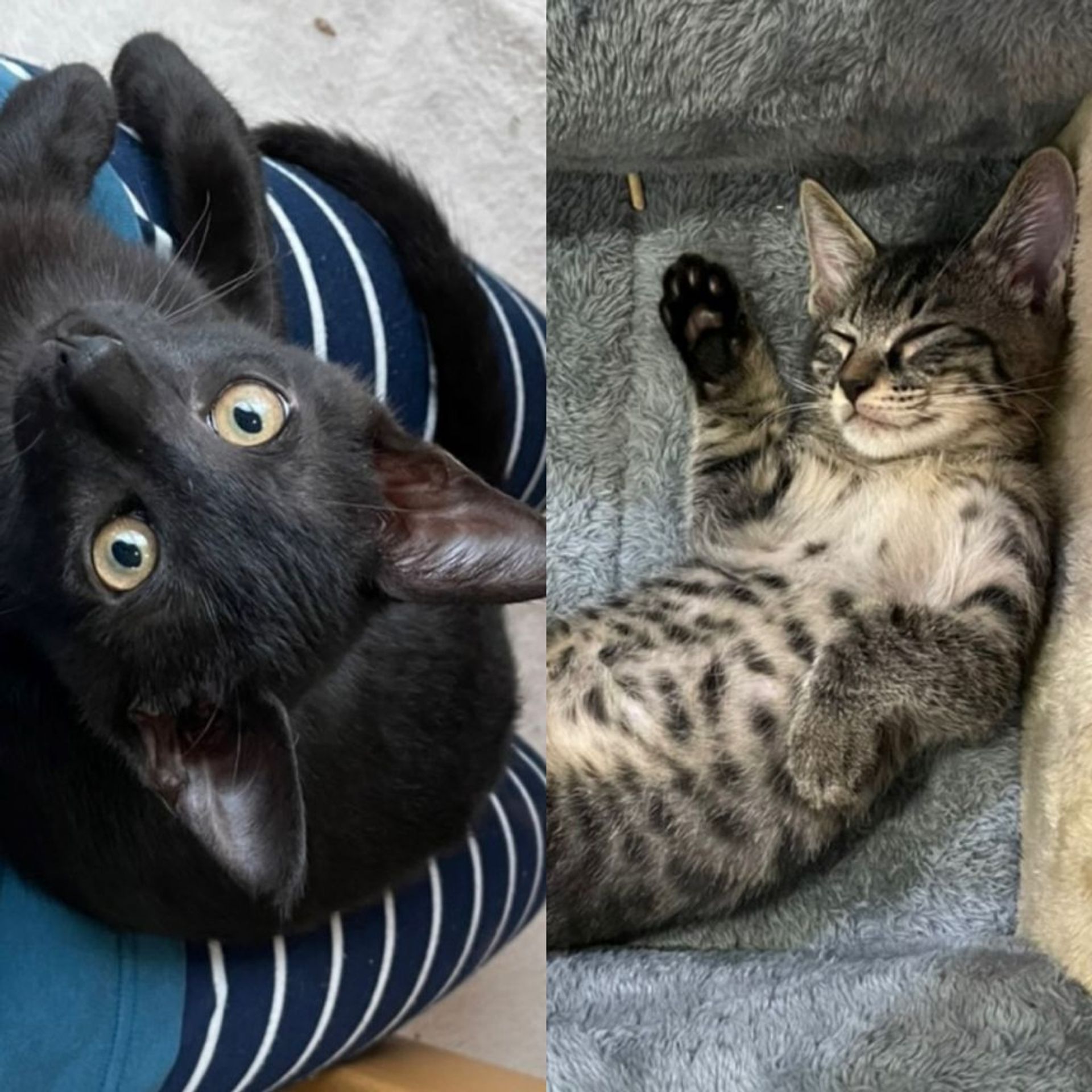 雑種（ミックス猫）・オスの里親募集の写真