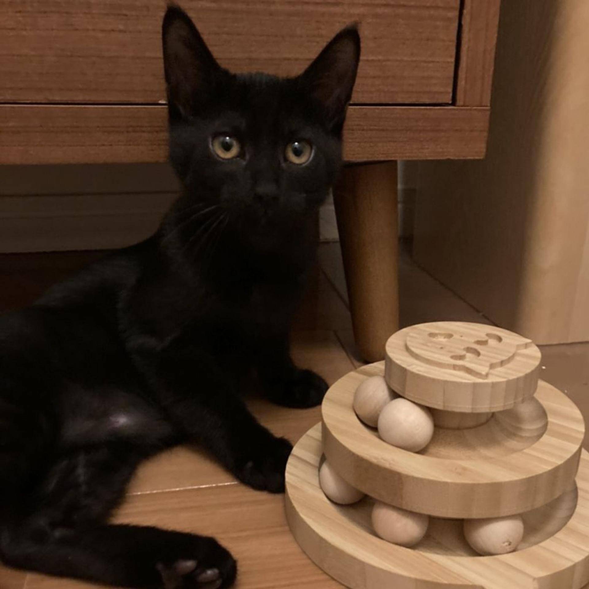 pet-image-2