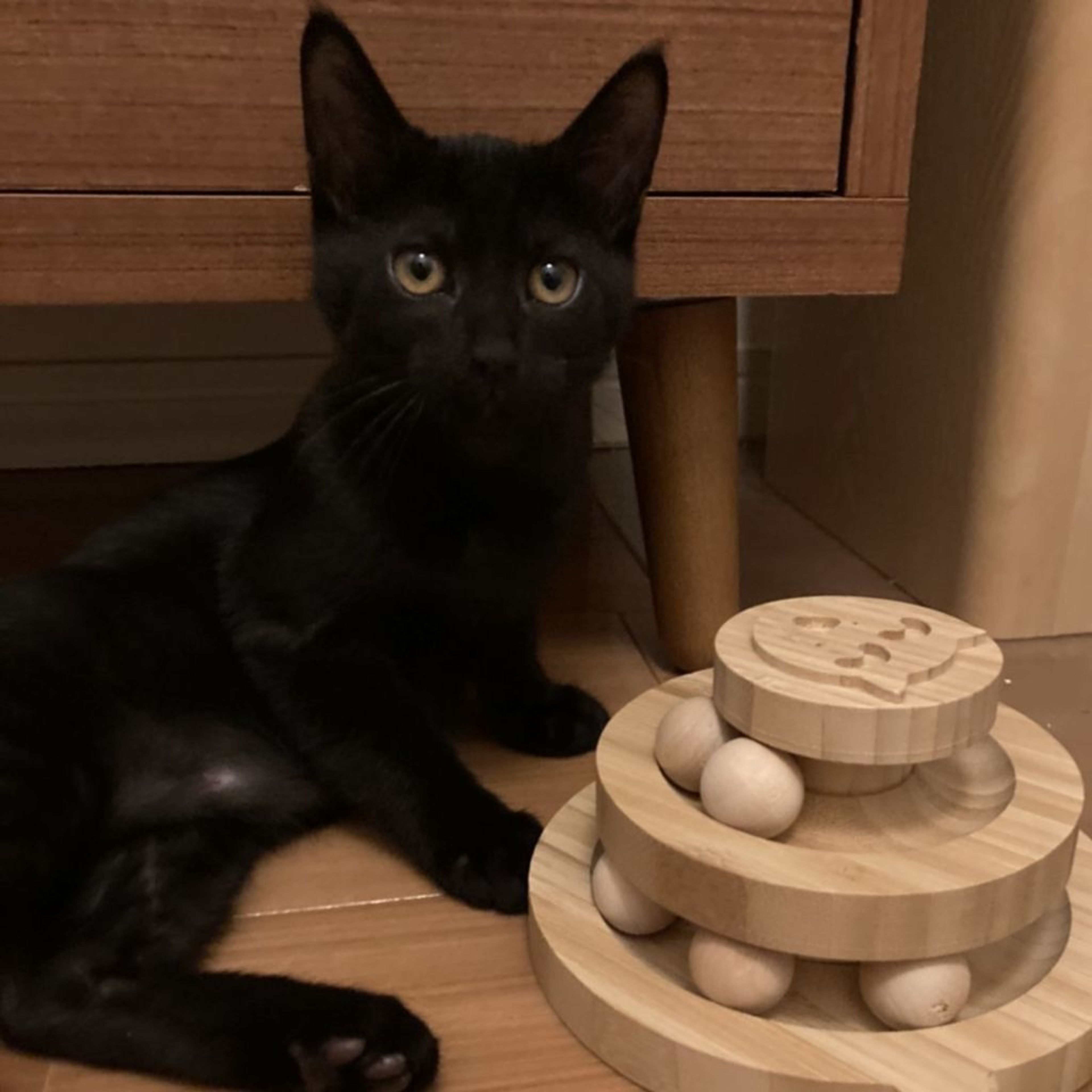 pet-image-2