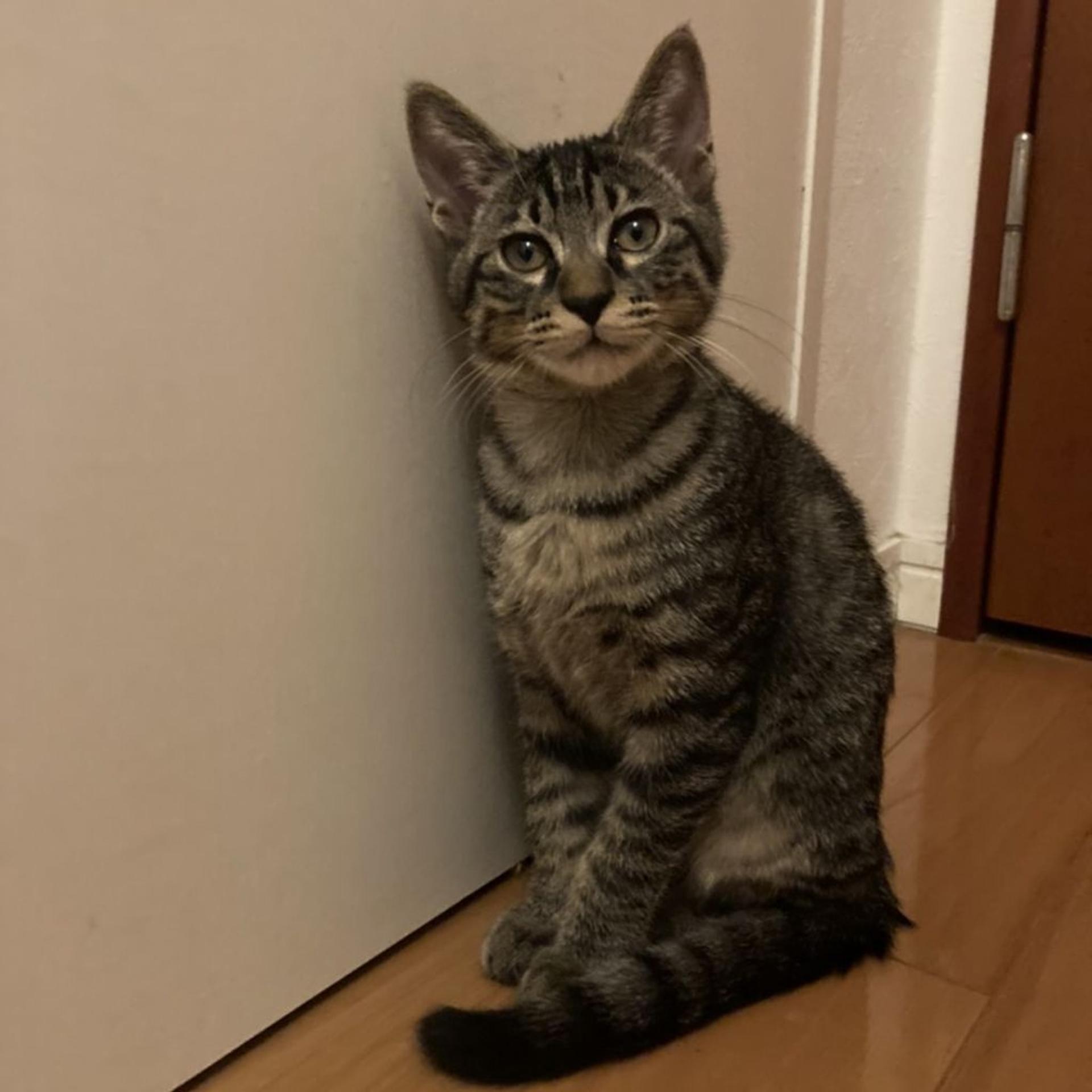 pet-image-6