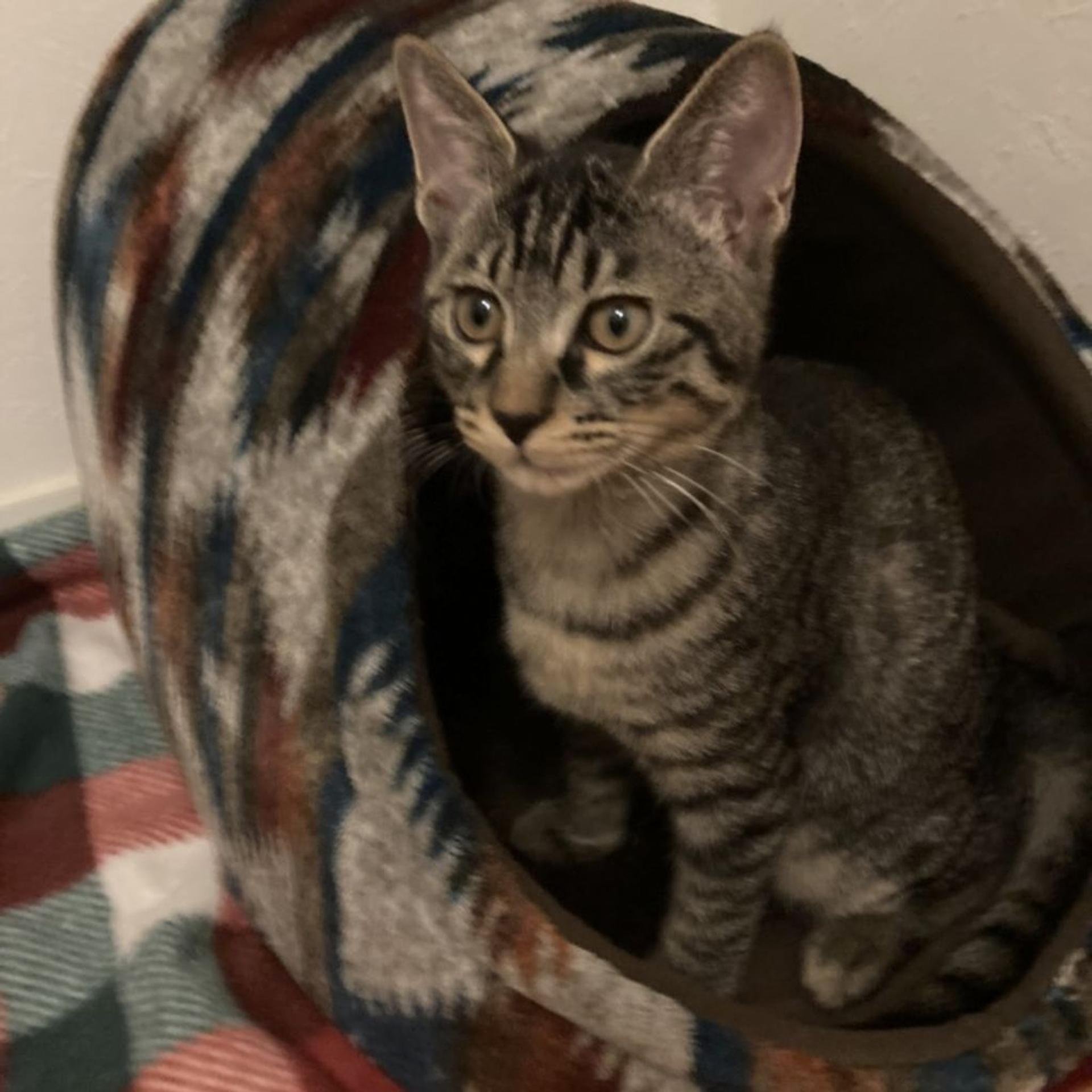 pet-image-7